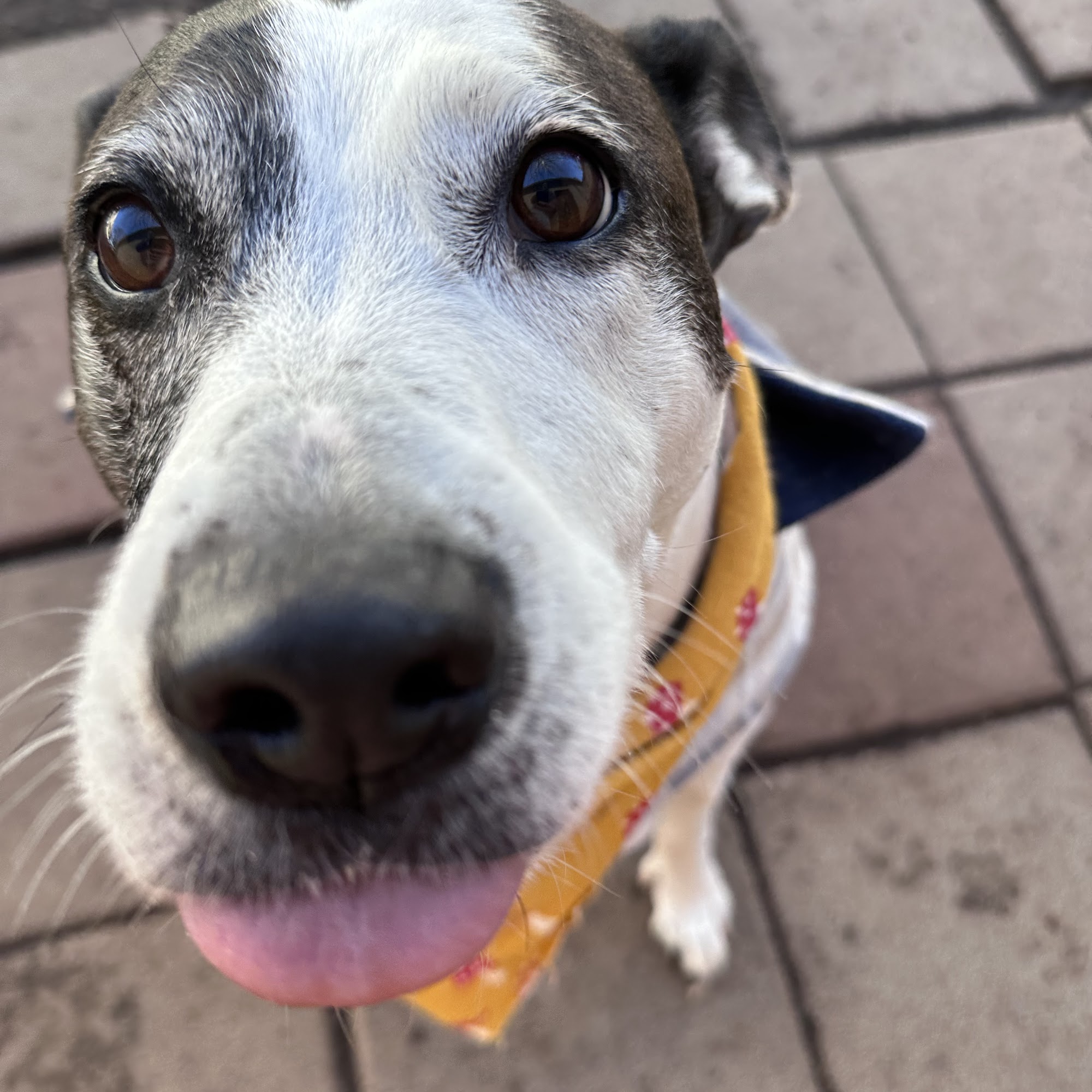 Pet Cabana LLC-Timberlake Lynchburg