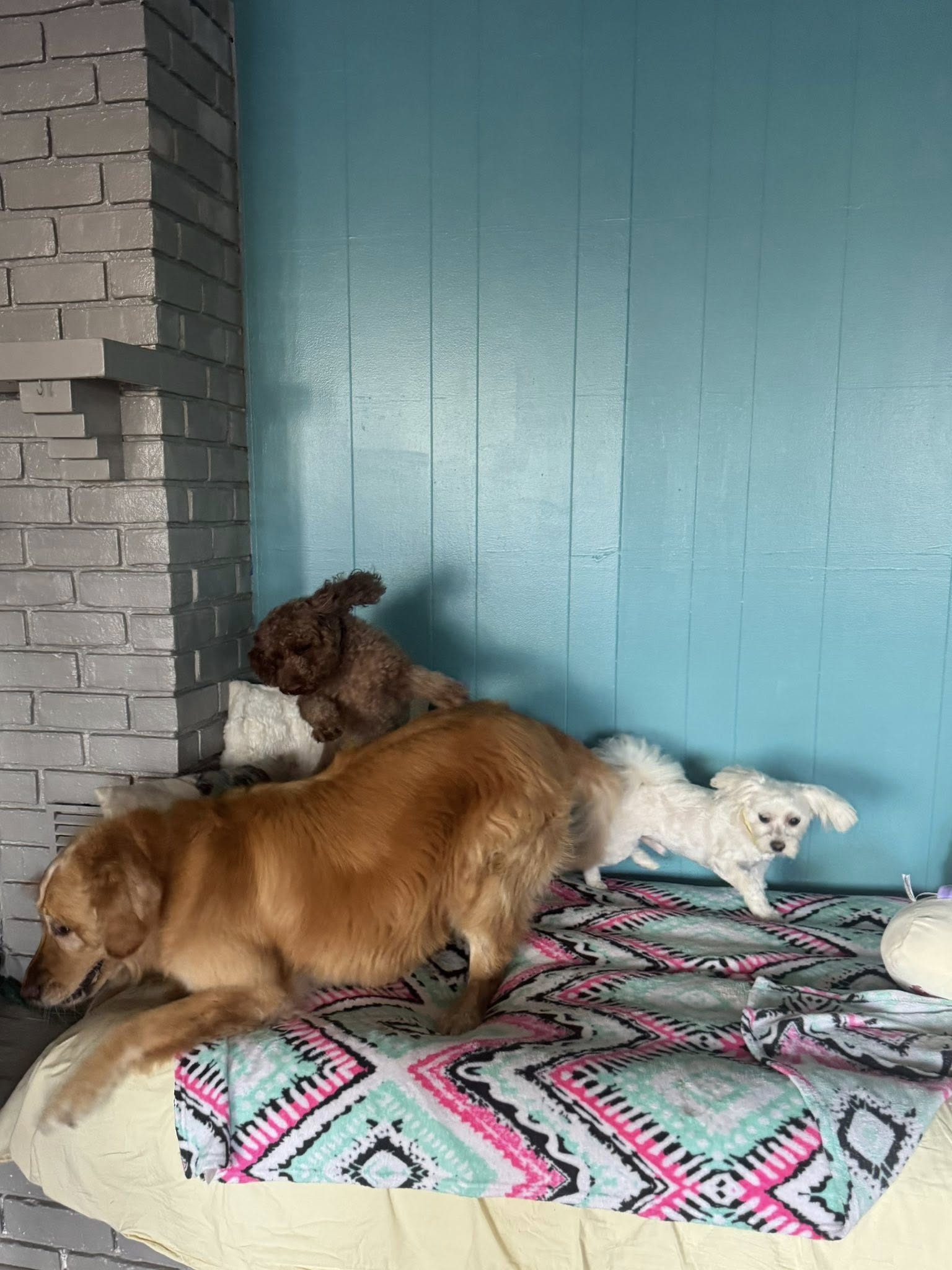 Pet Cabana LLC-Timberlake Lynchburg