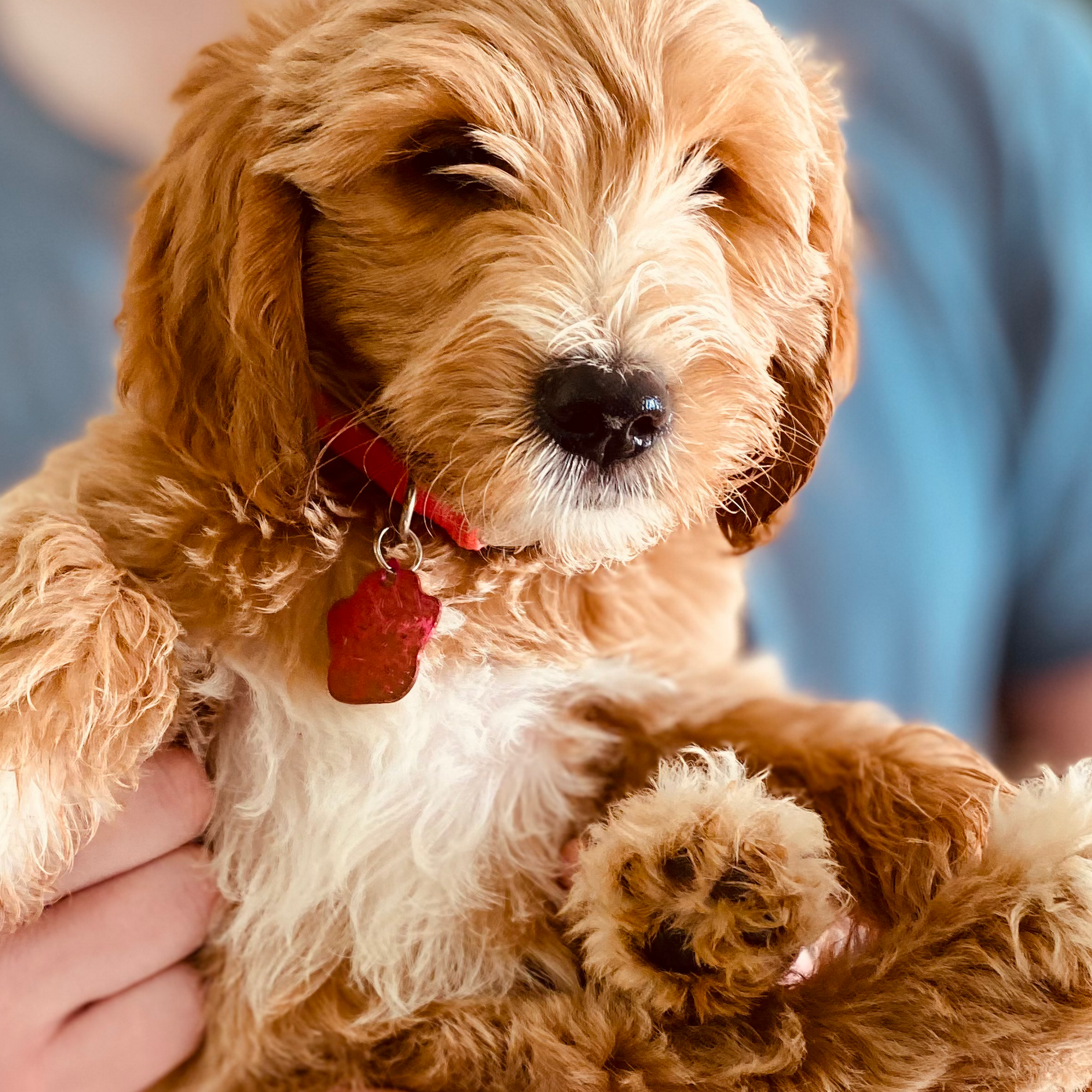 Lisa's EverDoodles Lynchburg