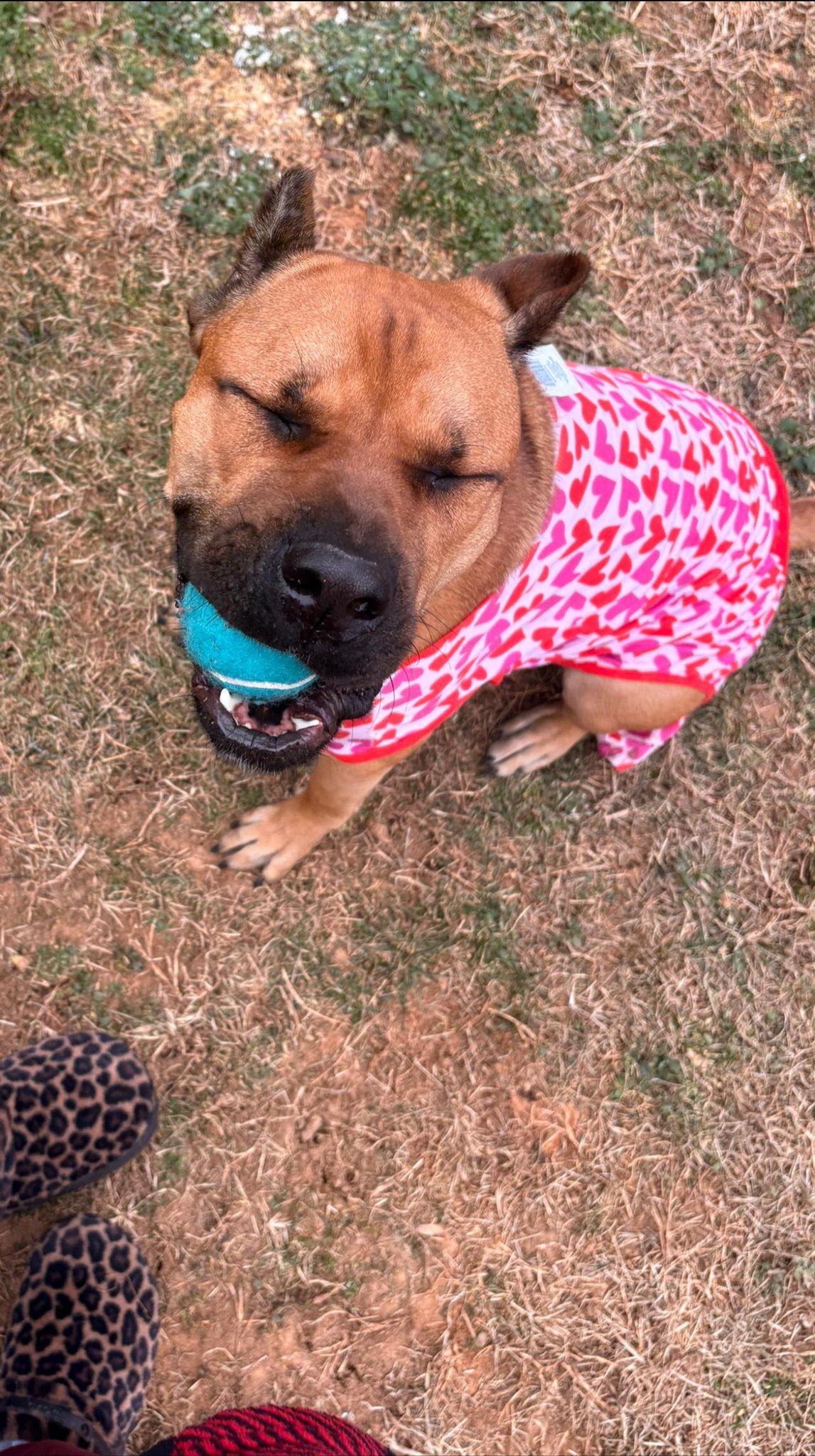 Pet Cabana LLC - Forest Lynchburg