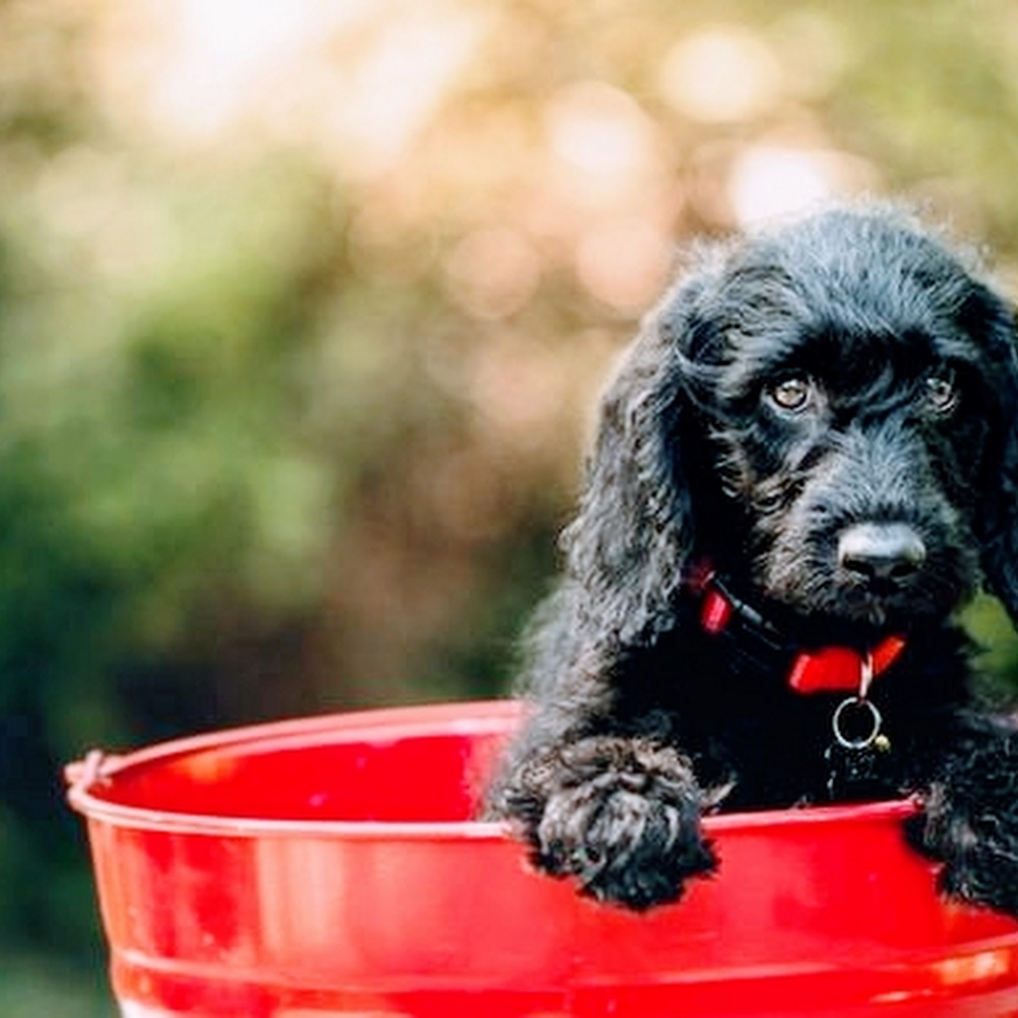 Bark All About It Dog And Cat Spa Lynchburg