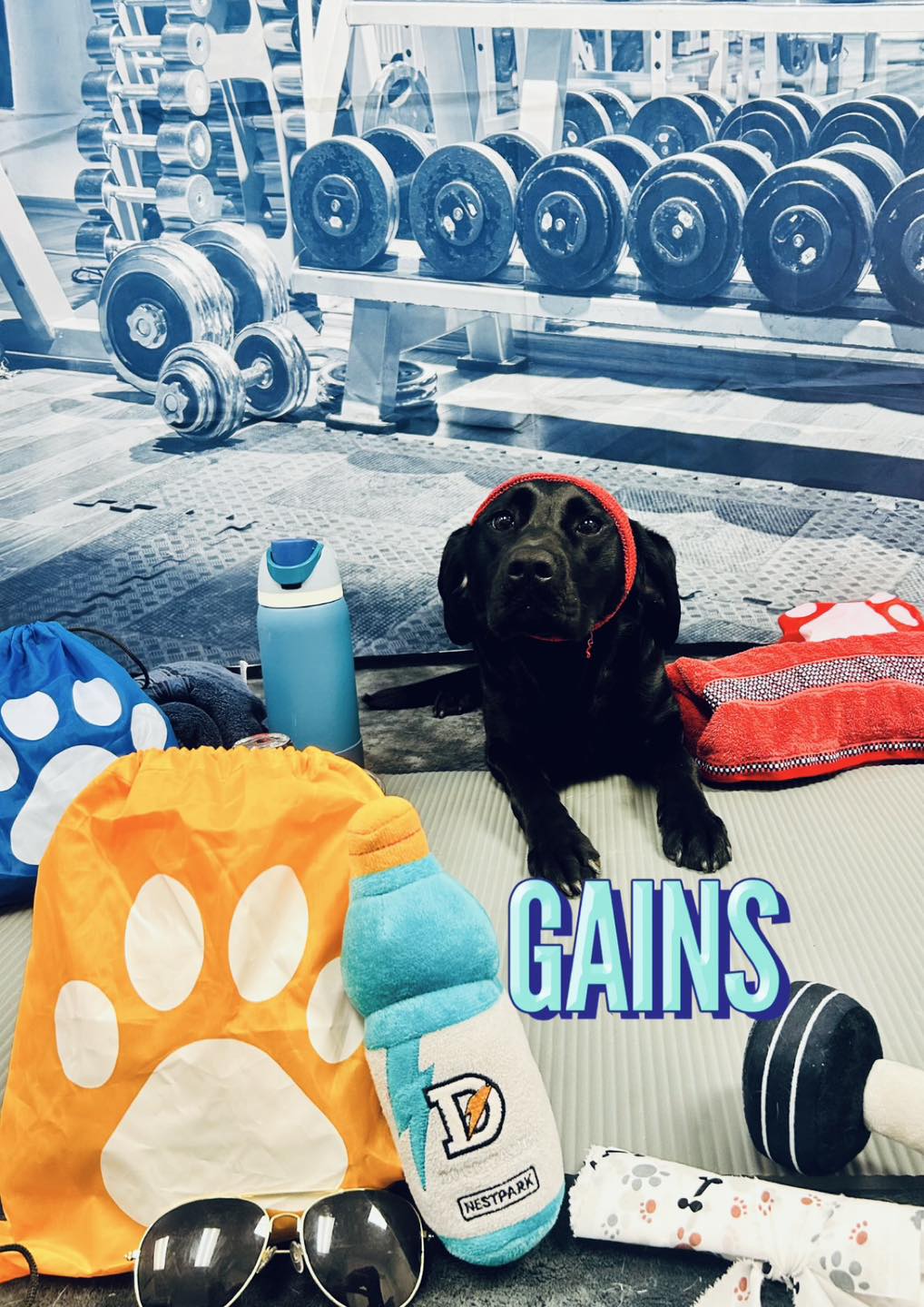 Oak Hill Veterinary Care & Pet Resort Madison Heights