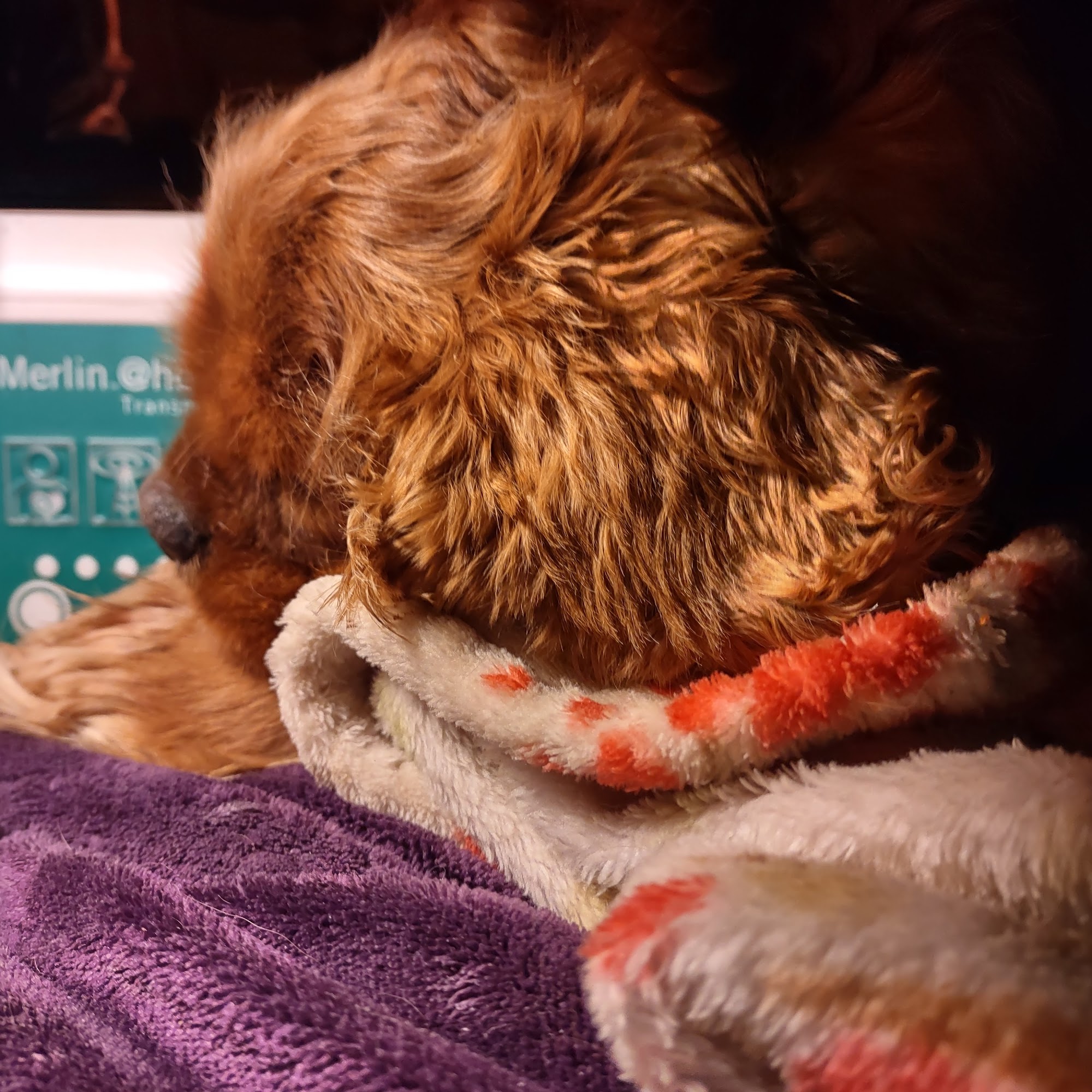 Madison Companion Animal Hospital Madison