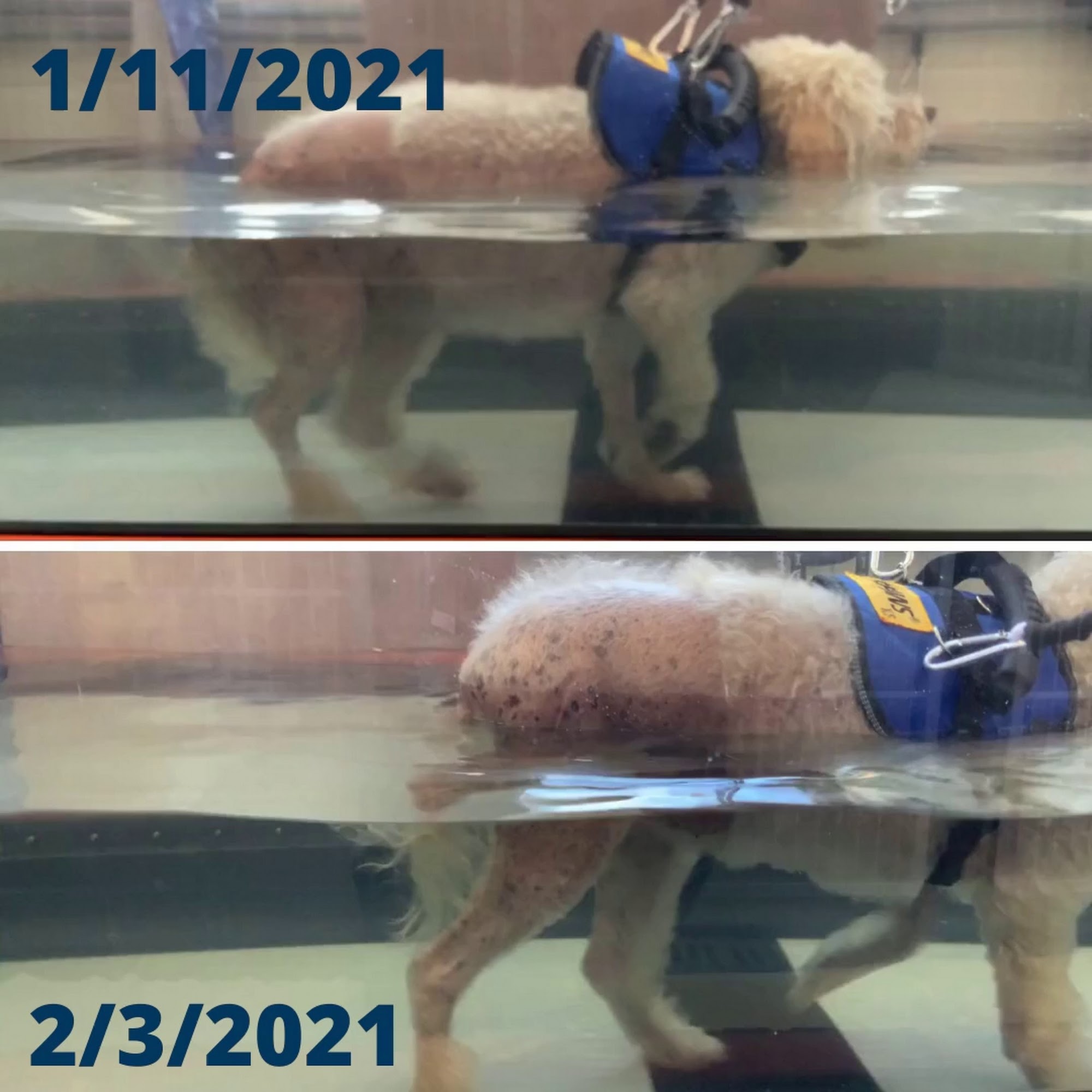 Veterinary Referral & Critical Care Manakin Sabot