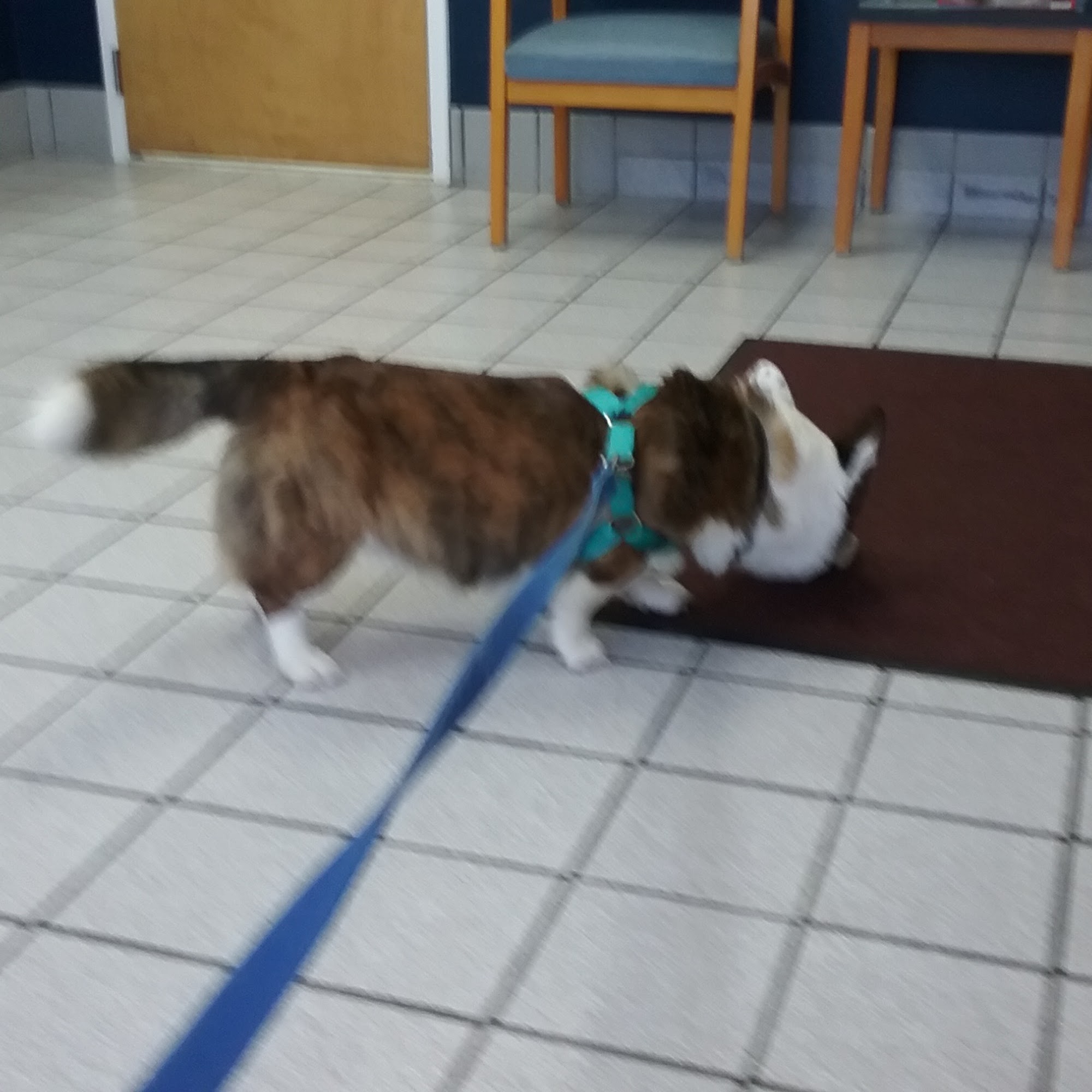 Manakin-Sabot Veterinary Clinic Manakin Sabot