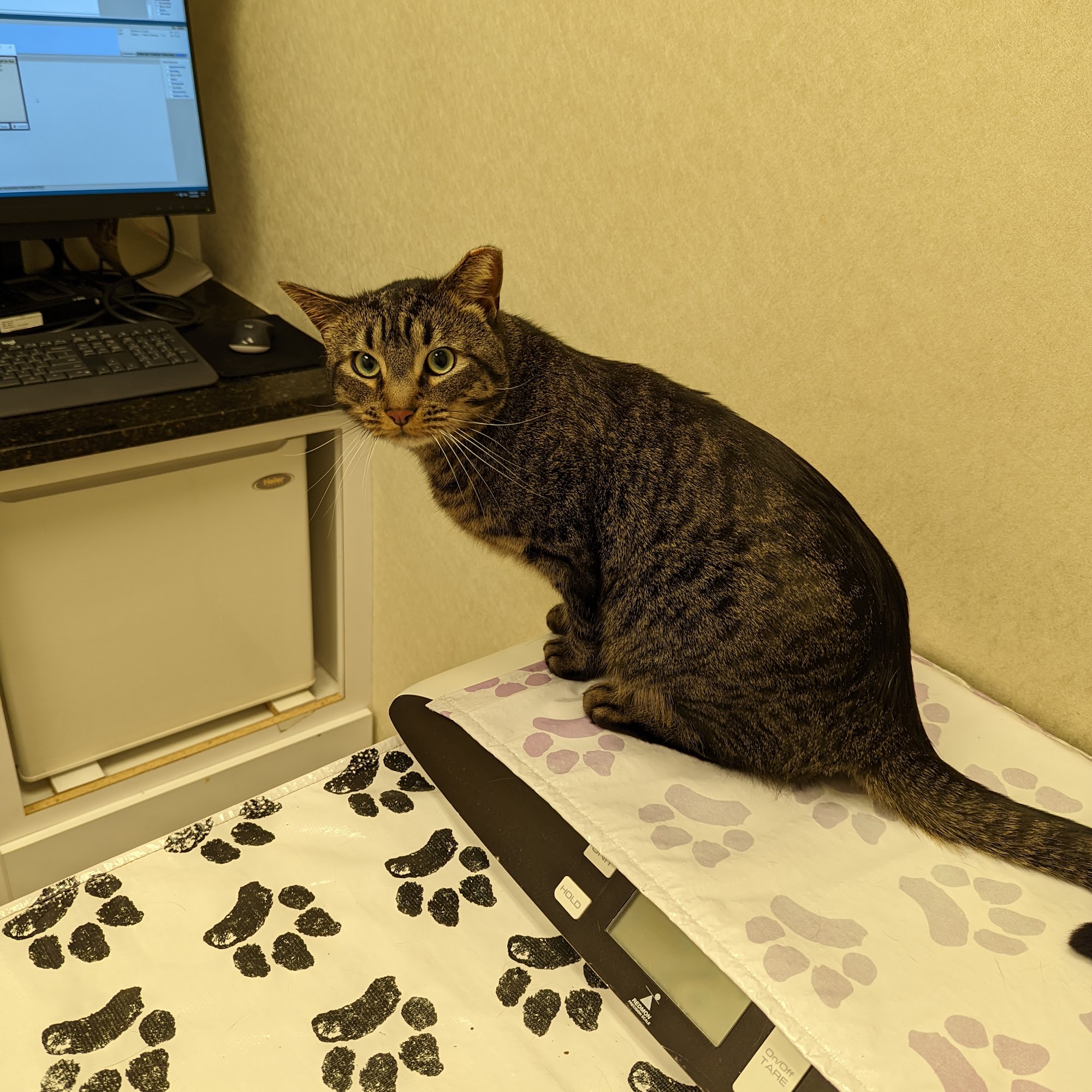 Pender Veterinary Centre - Manassas Manassas Park