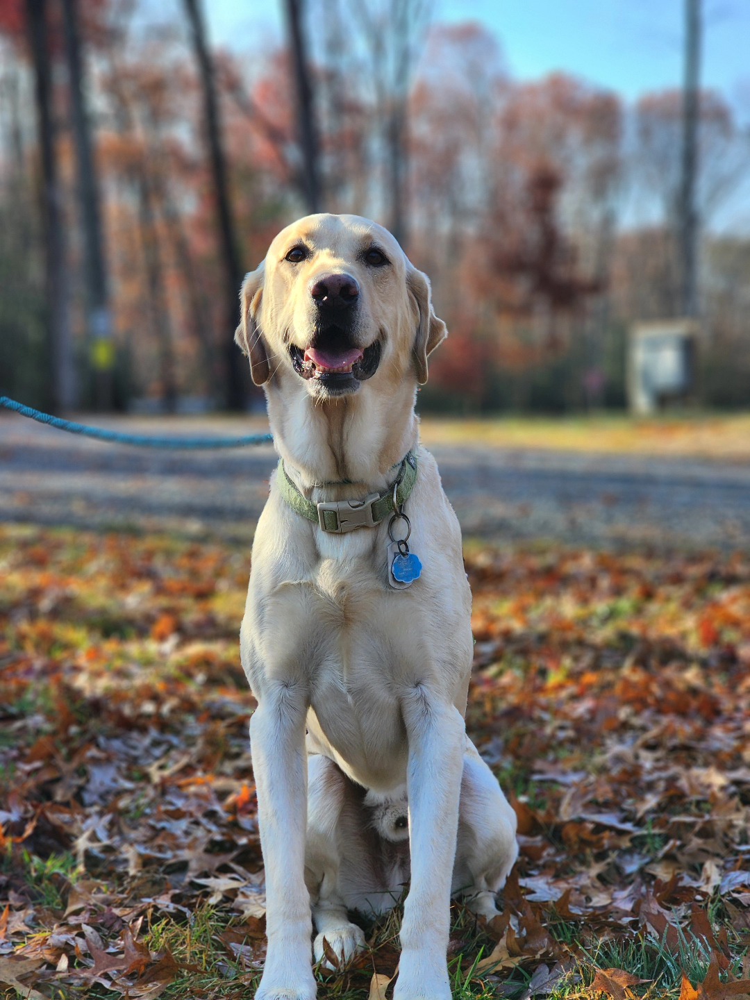 My Dog Listens LLC Manassas Park