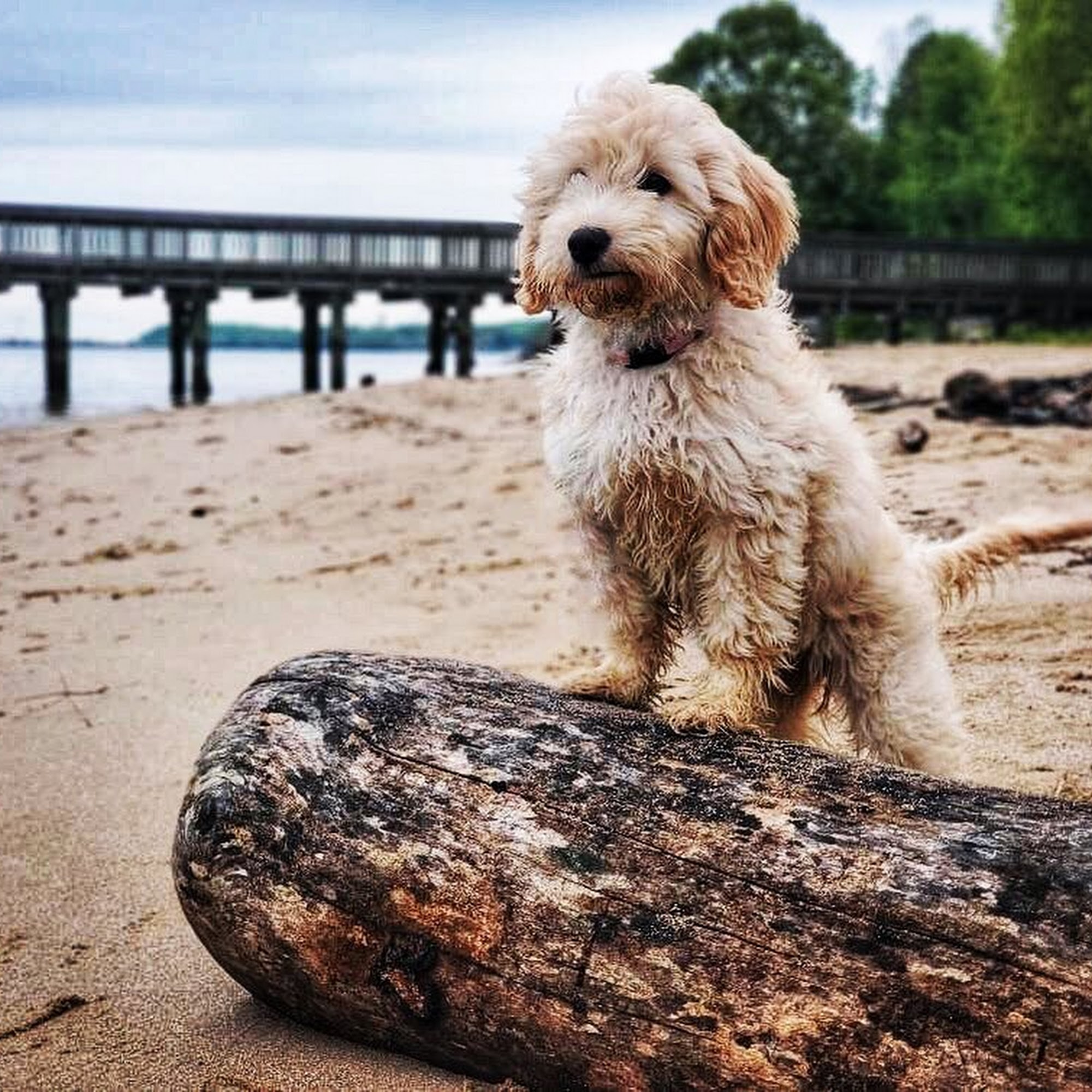 My Dog Listens LLC Manassas Park