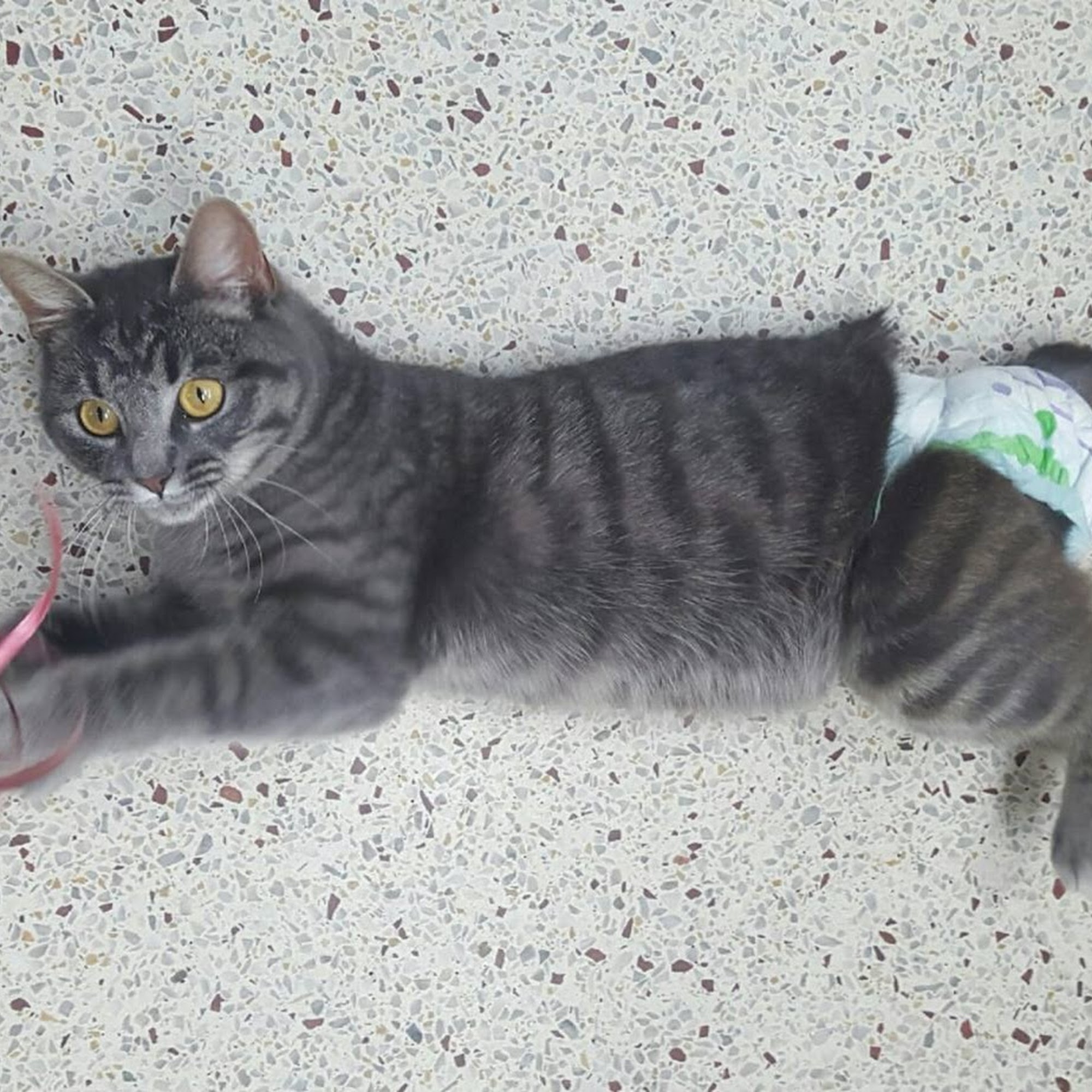 Battlefield Animal Clinic Manassas