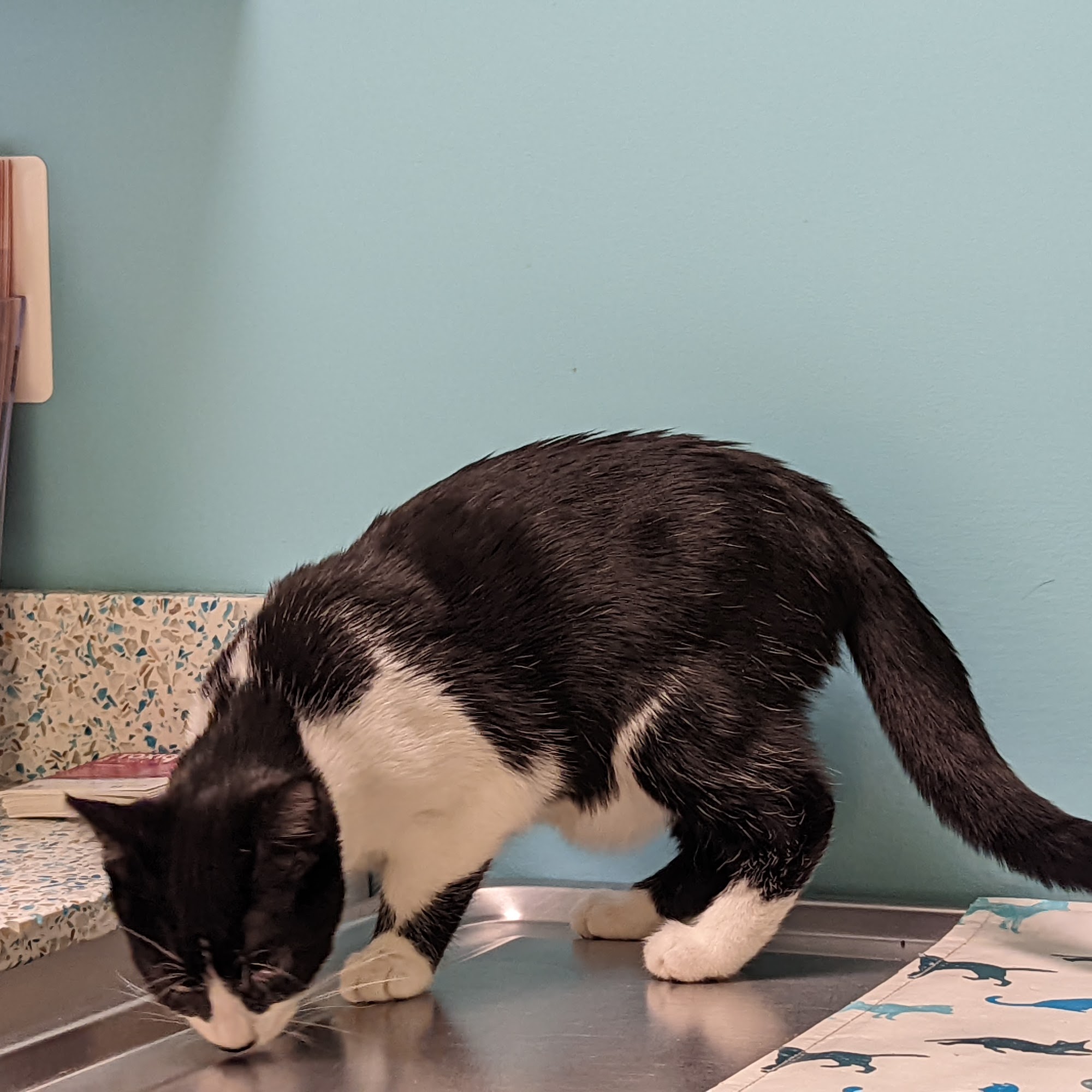 Old Towne Veterinary Clinic Manassas