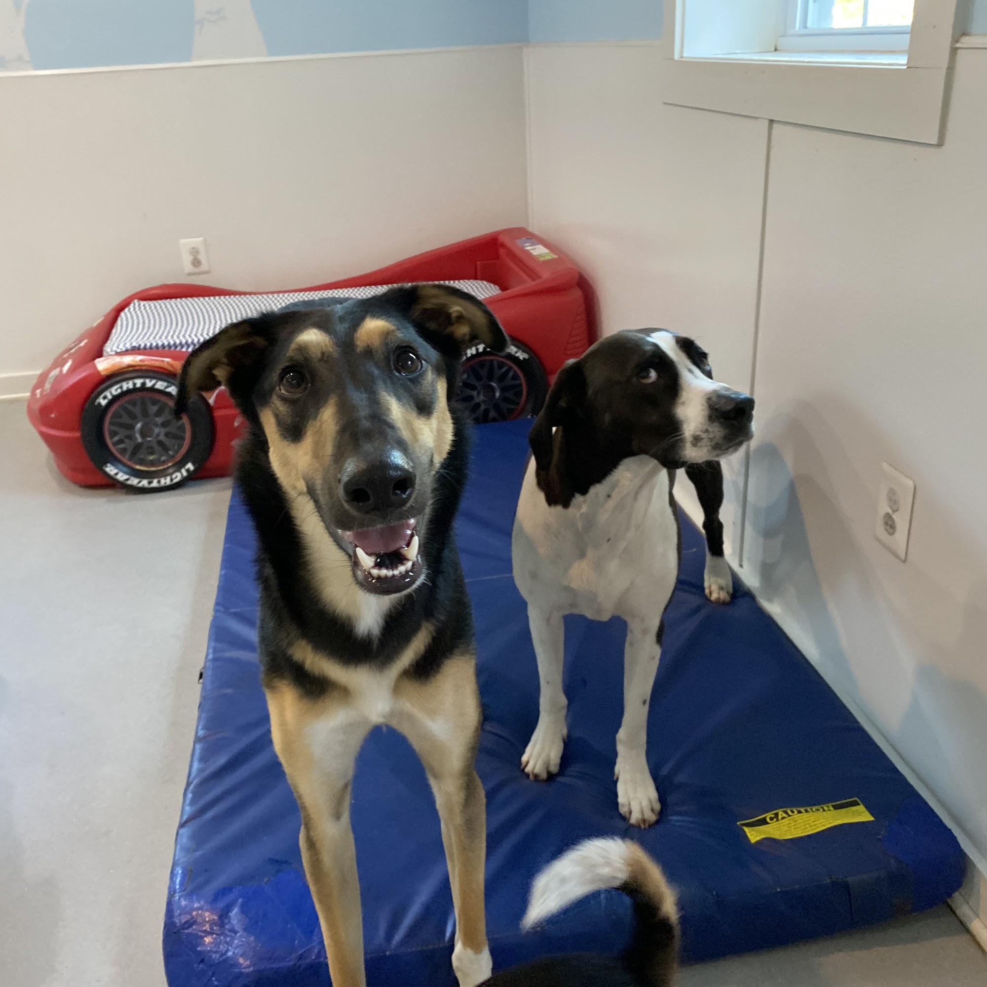 PetCentre Animal Hospital Manassas