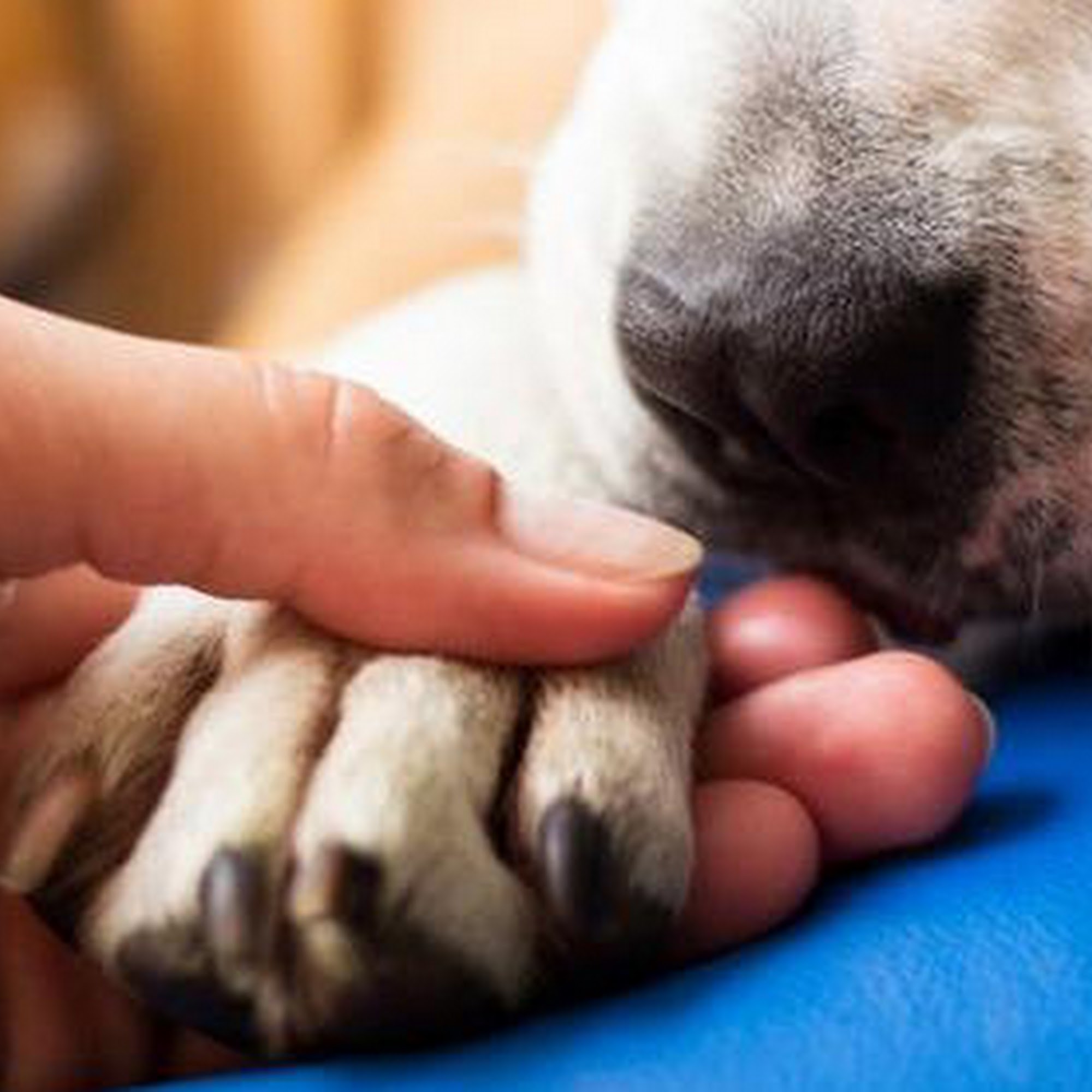 Morganna Animal Clinic & Boarding Kennel Manassas