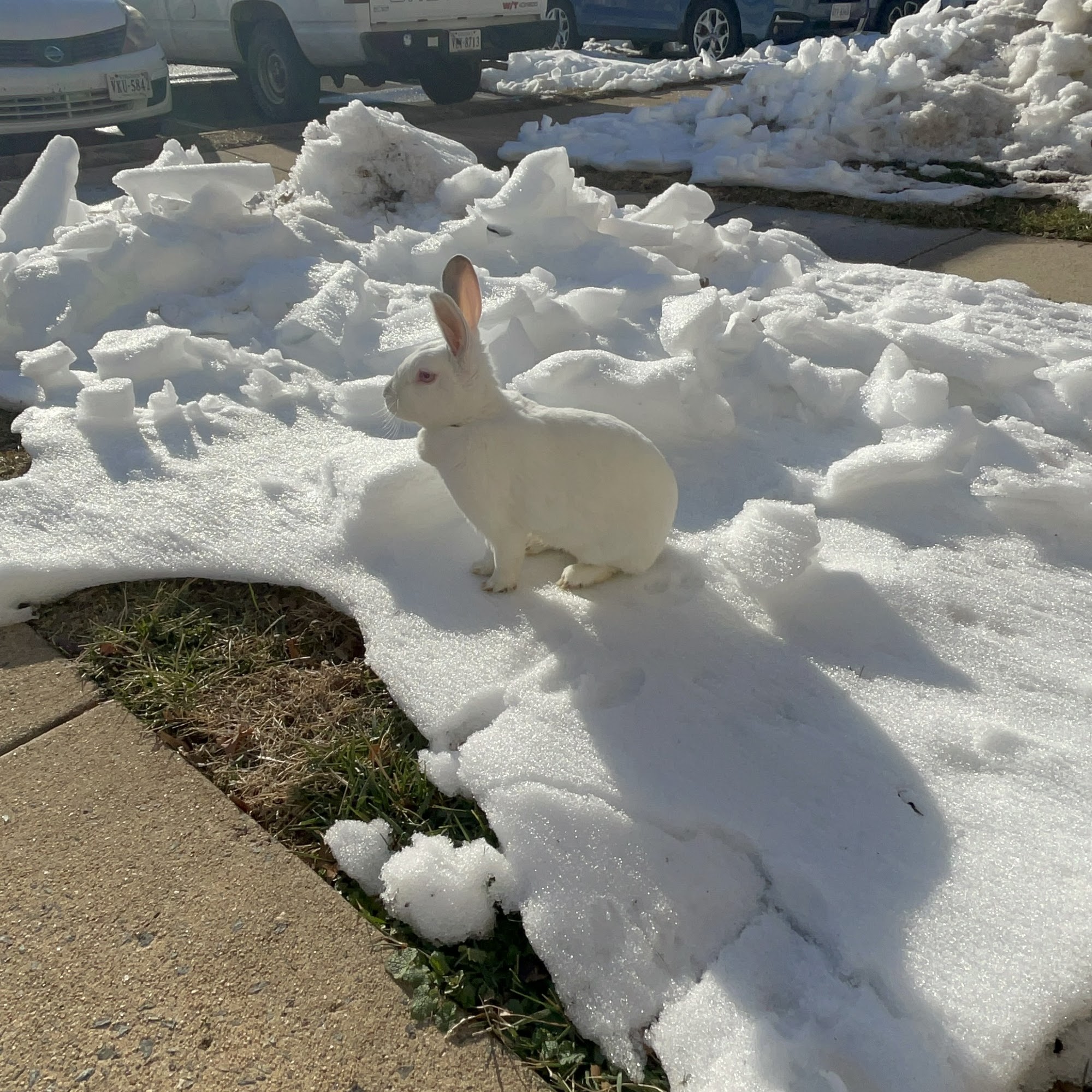 Animal Adoption Center Manassas