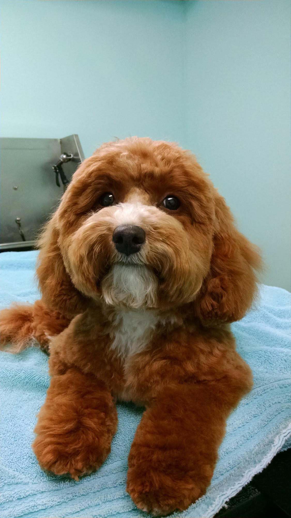 Barks and Baths LLC Manassas