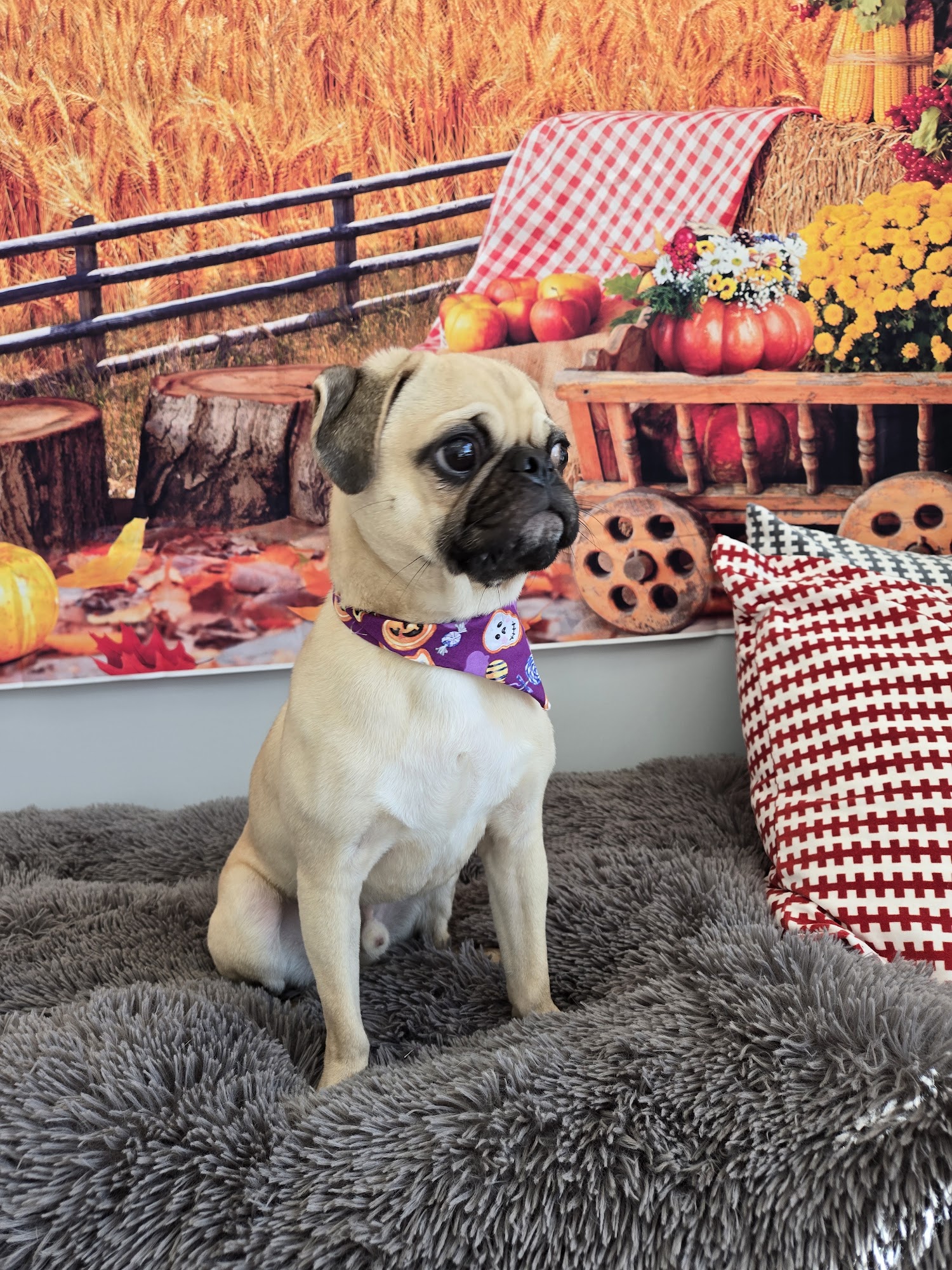 Poodle Doodle Manassas