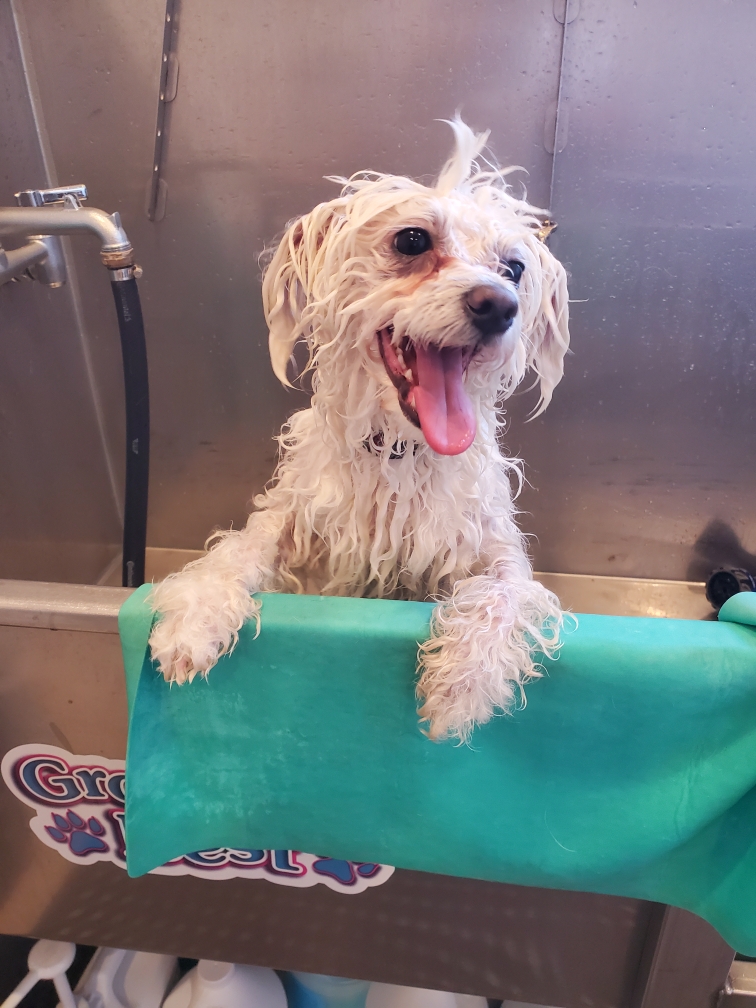 Waggy Baths Manassas