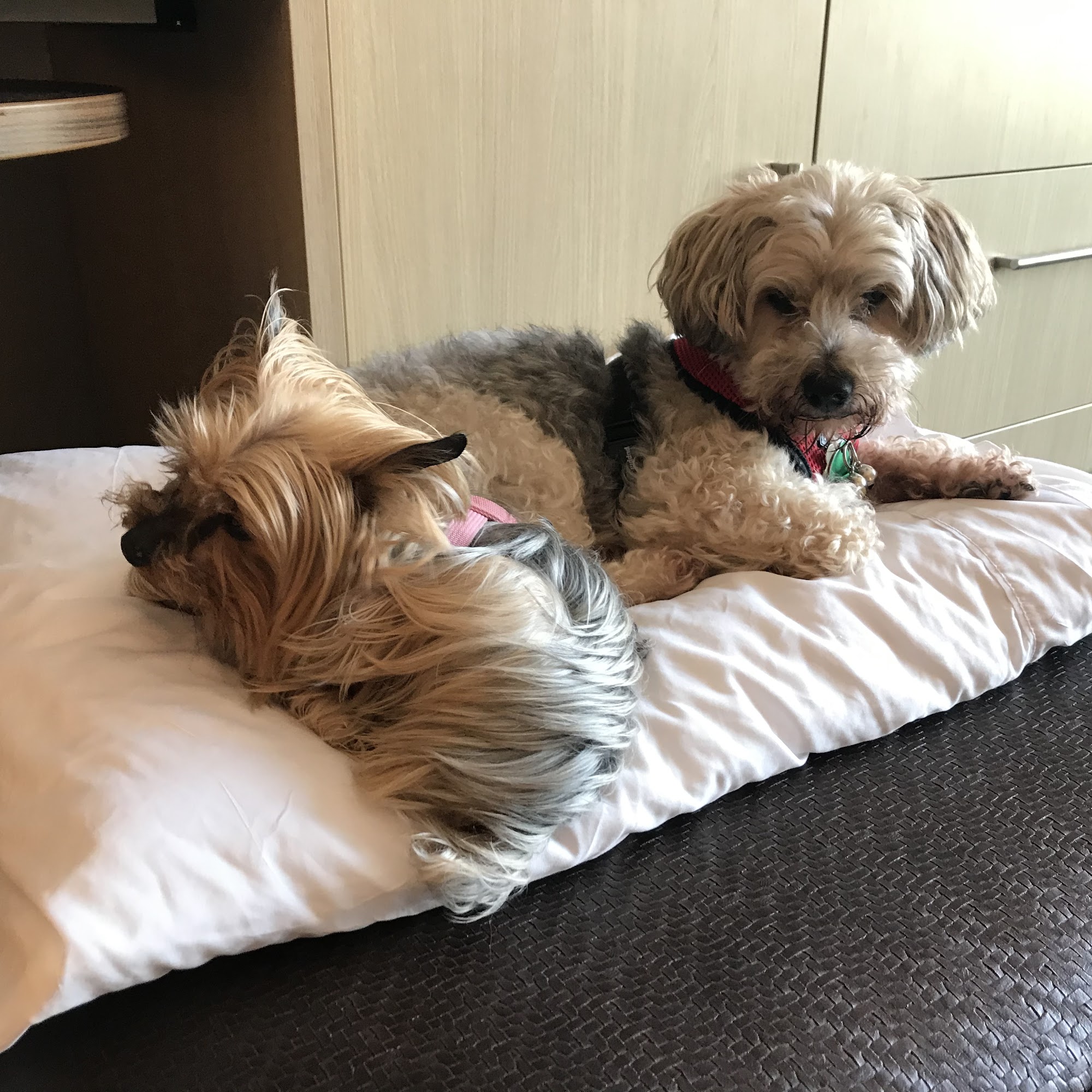 Morrow Susan DVM Manassas