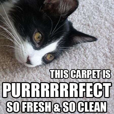 Bianchi Carpet Cleaning