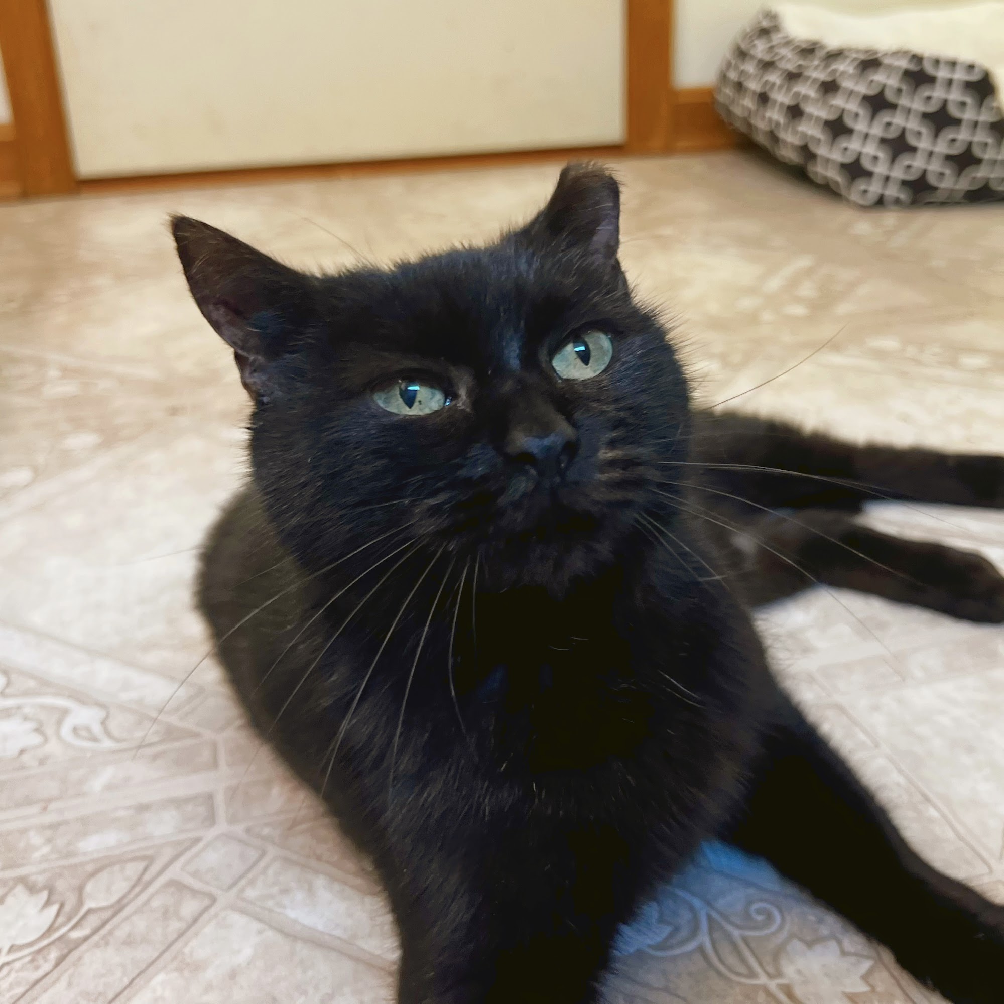 Marshall Veterinary Clinic Marshall