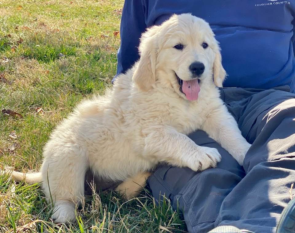 Winterset farm golden retrievers Marshall