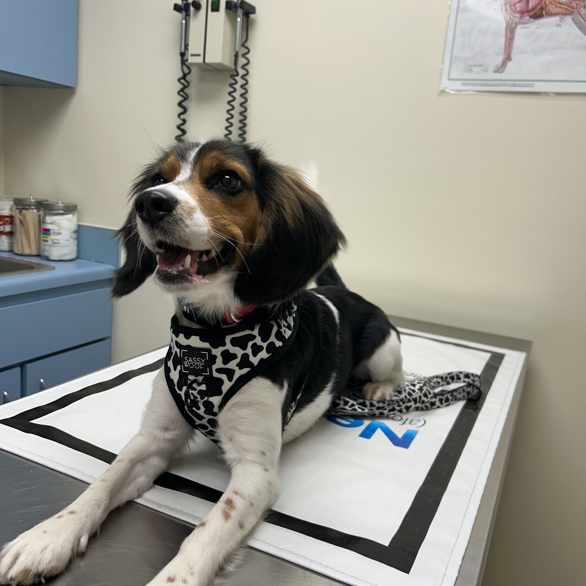 The Pet Clinic of Martinsville Martinsville