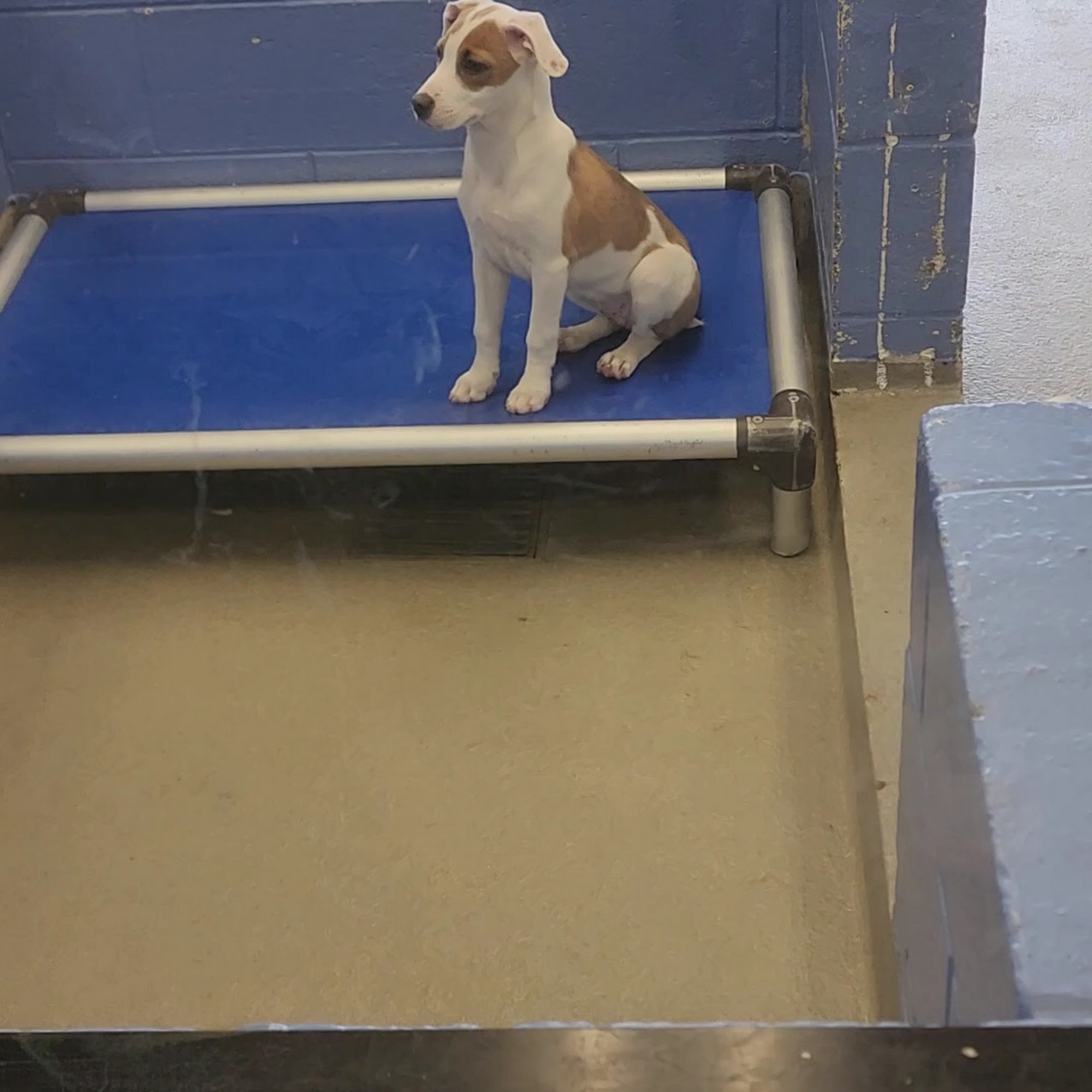 SPCA of Martinsville-Henry County Martinsville