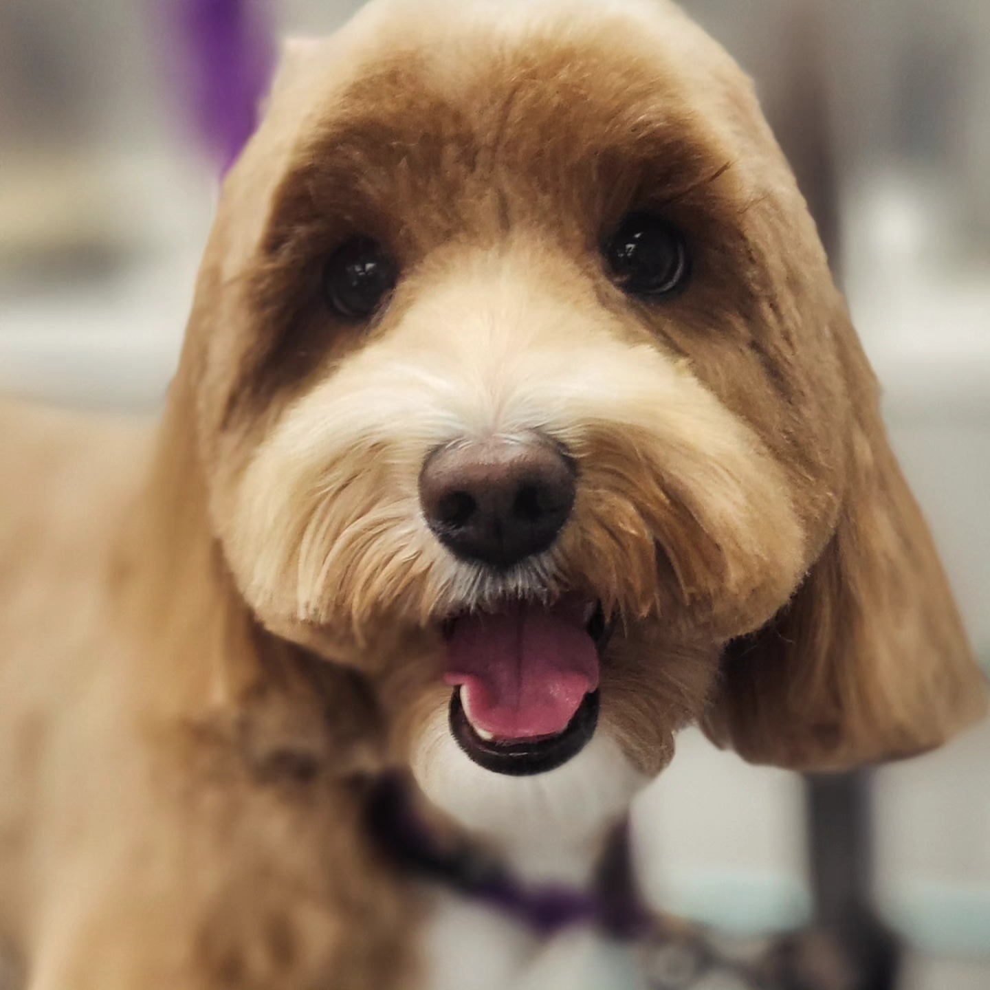 Peachy Pooches Dog Spa & Grooming McLean