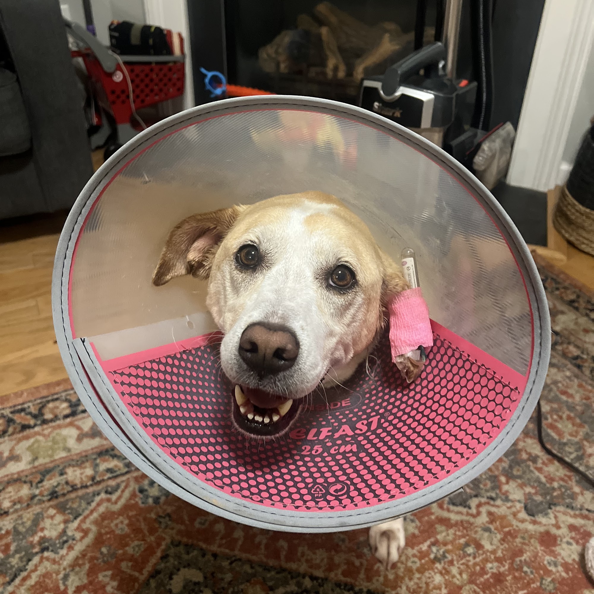 Bell Creek Veterinary Hospital Mechanicsville