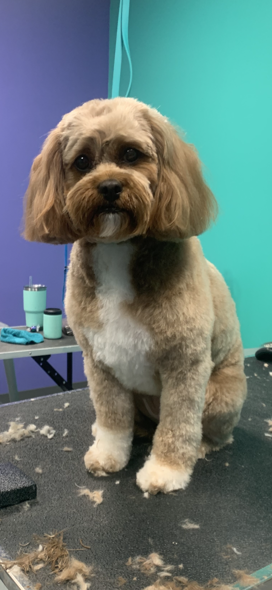 Pups N Sudz Mechanicsville