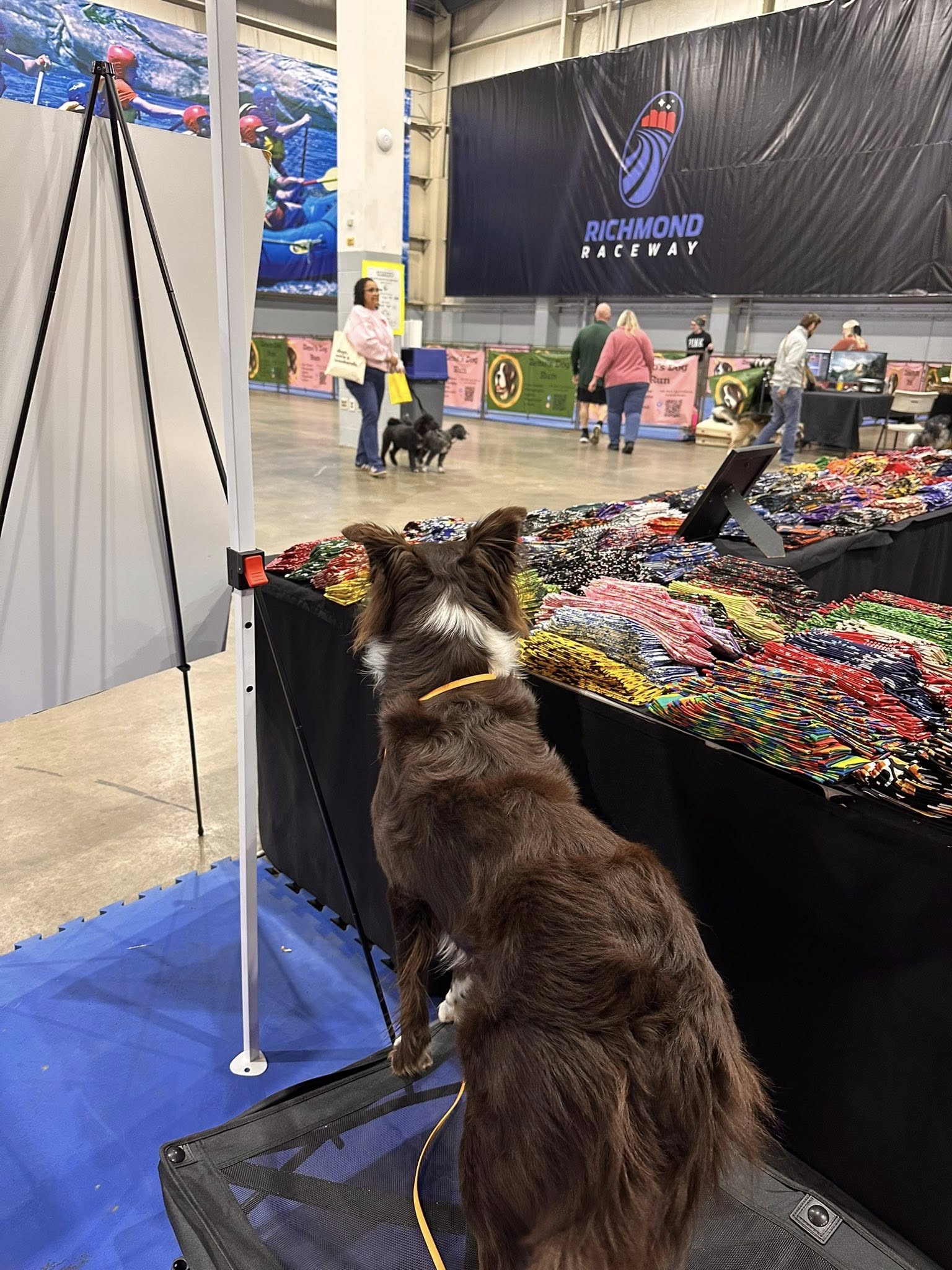 Day Of The Dog Grooming Studio Mechanicsville