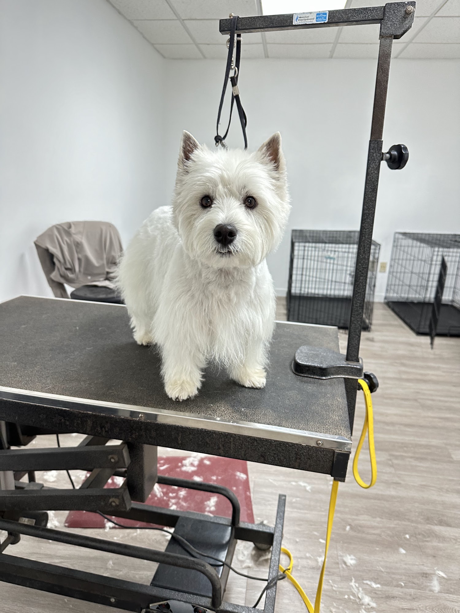 Day Of The Dog Grooming Studio Mechanicsville