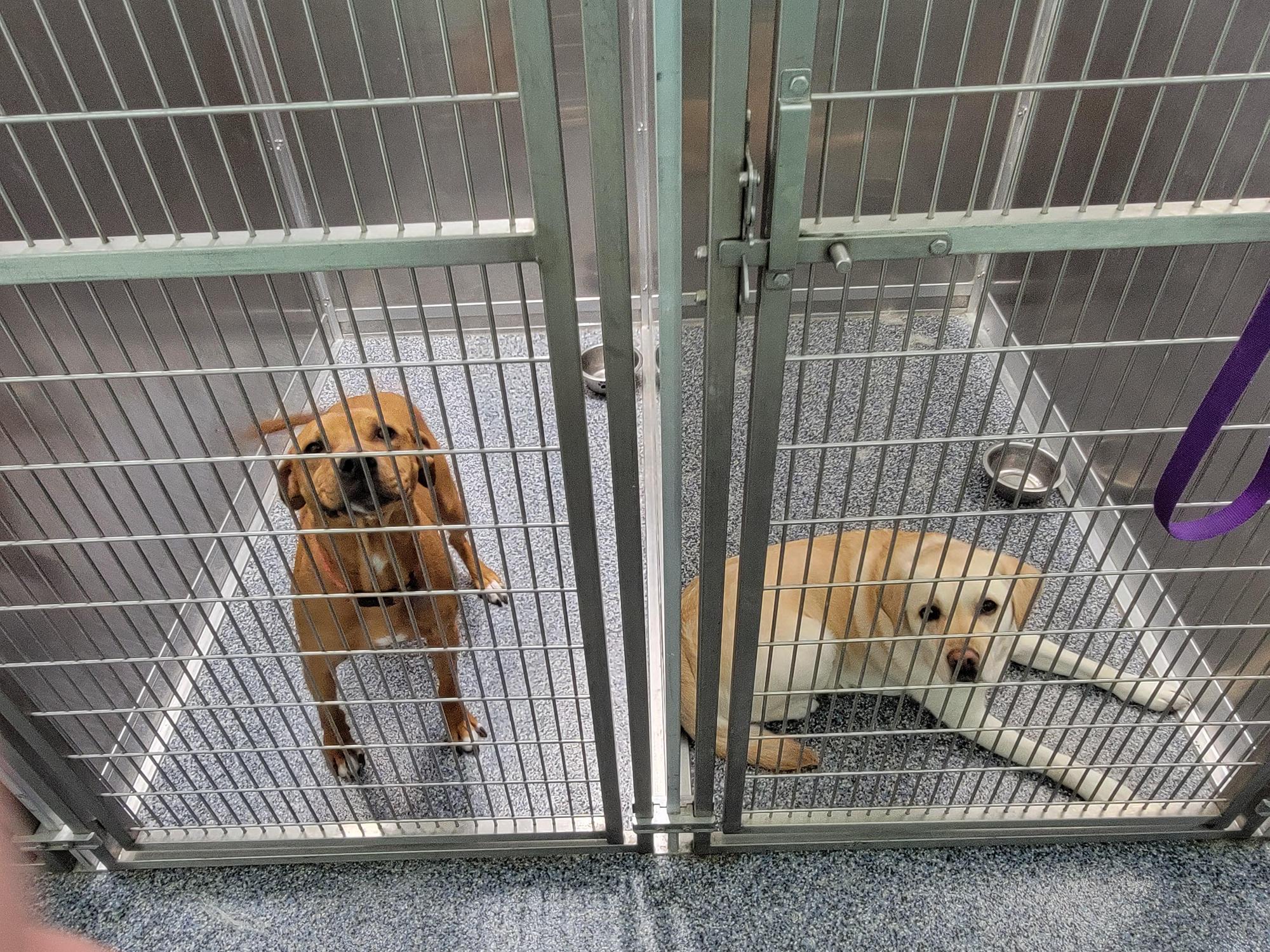 Breakthrough K9 Training Mechanicsville