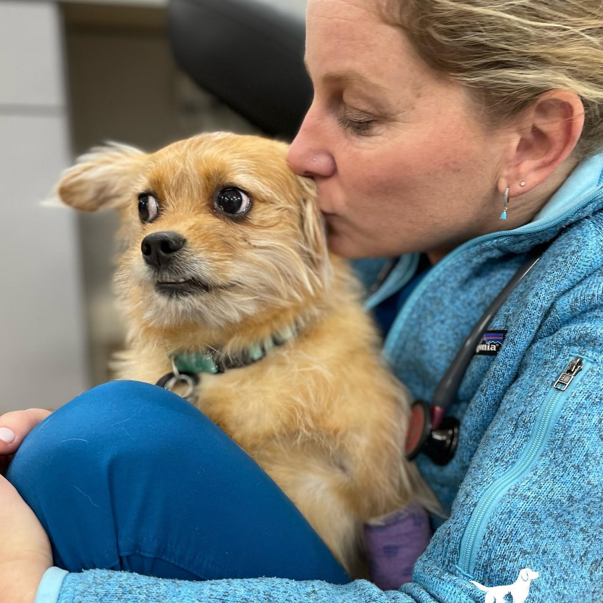 Veterinary Specialists Of Hanover Mechanicsville