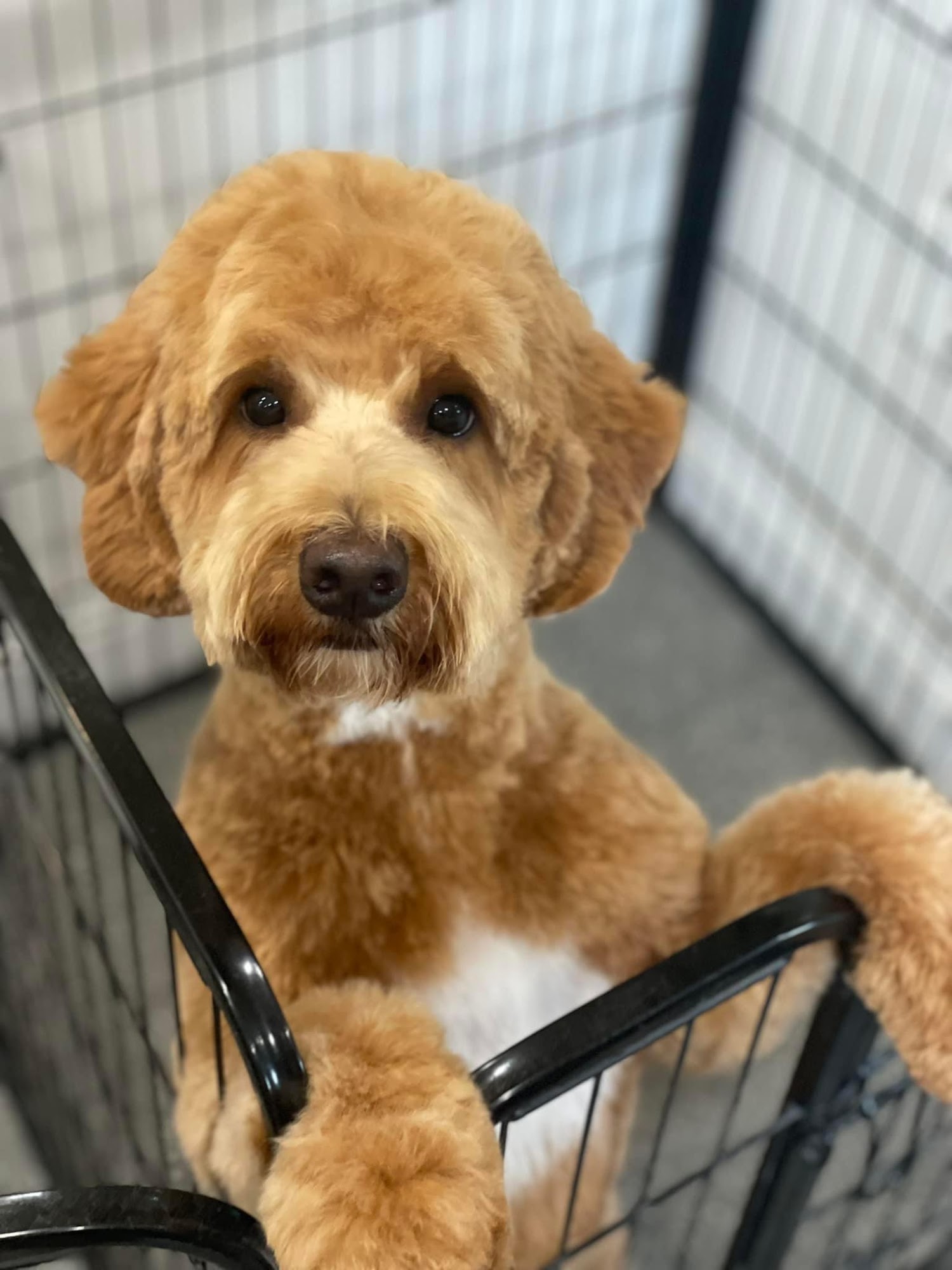 Amanda's Regal Canine Middleburg