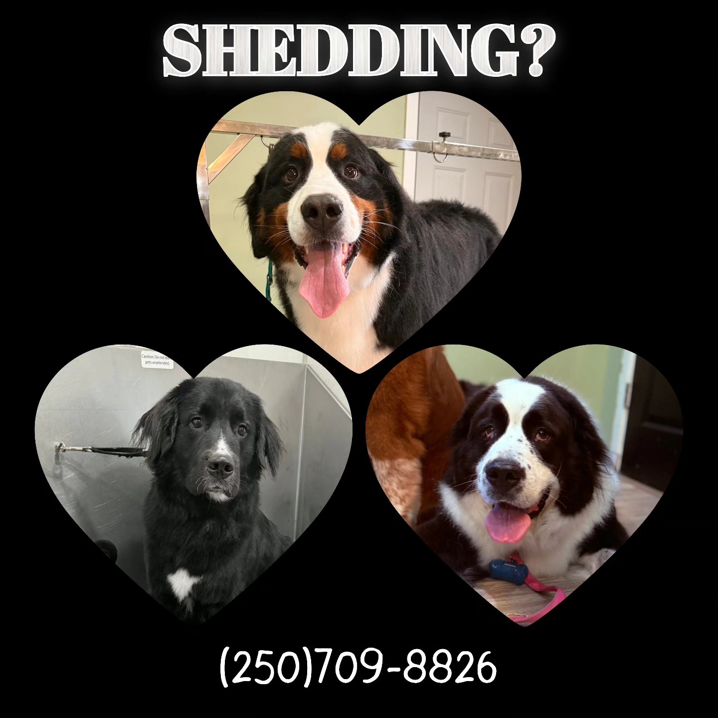 Julia's Pet Salon Midland