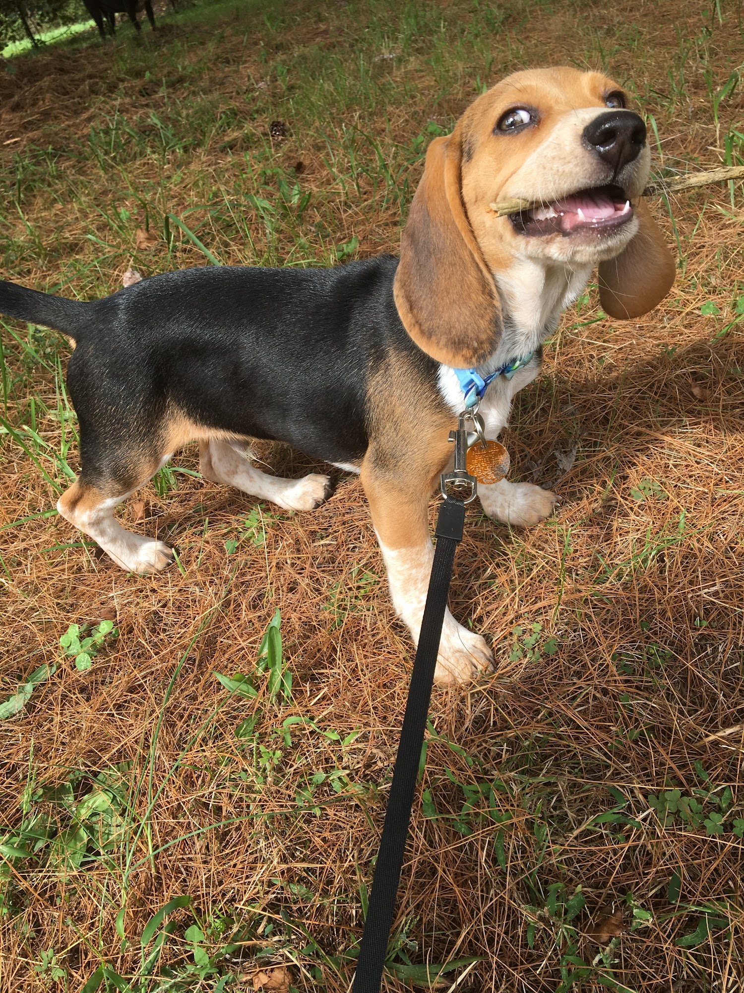 Julia's Pet Salon Midland