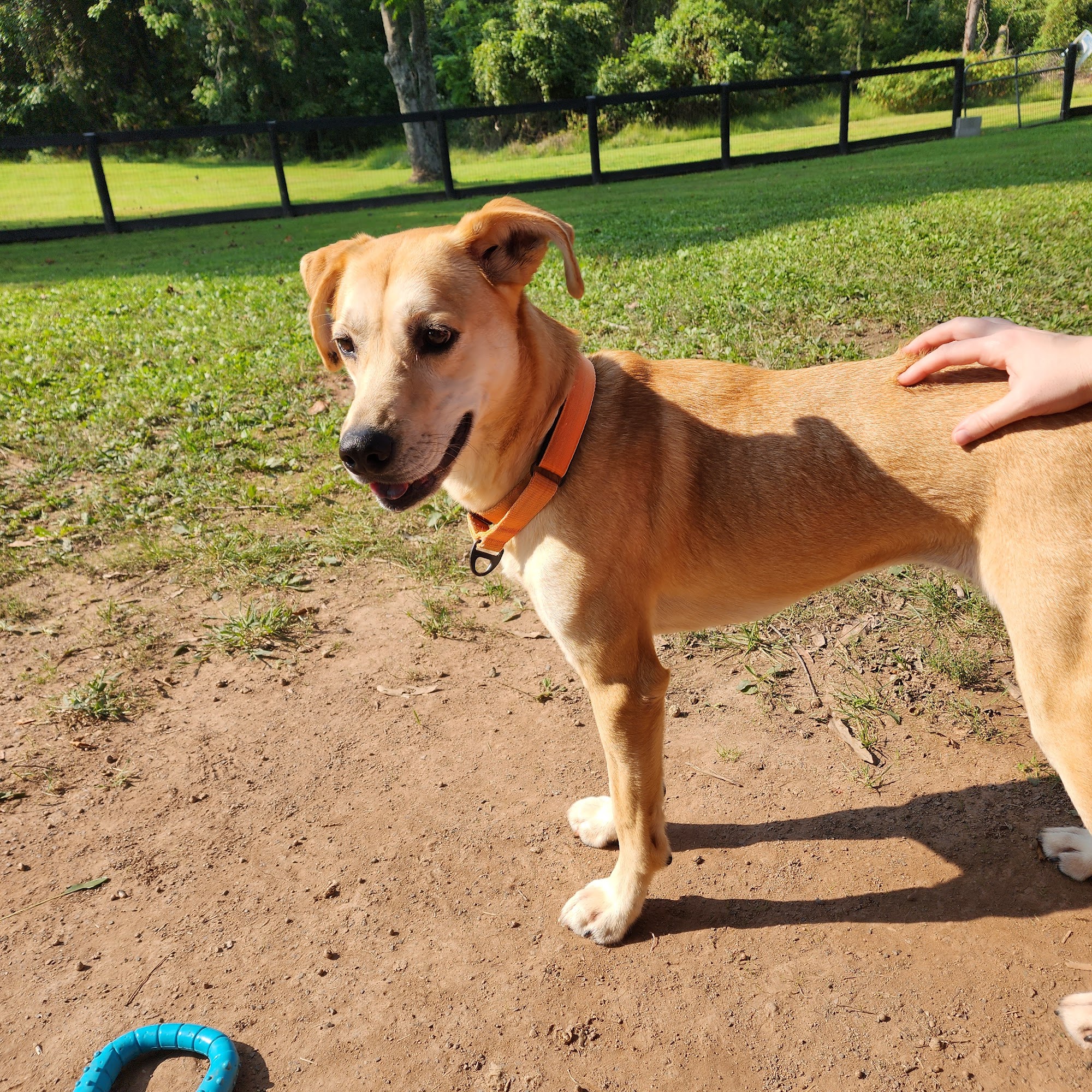 Fauquier SPCA Midland