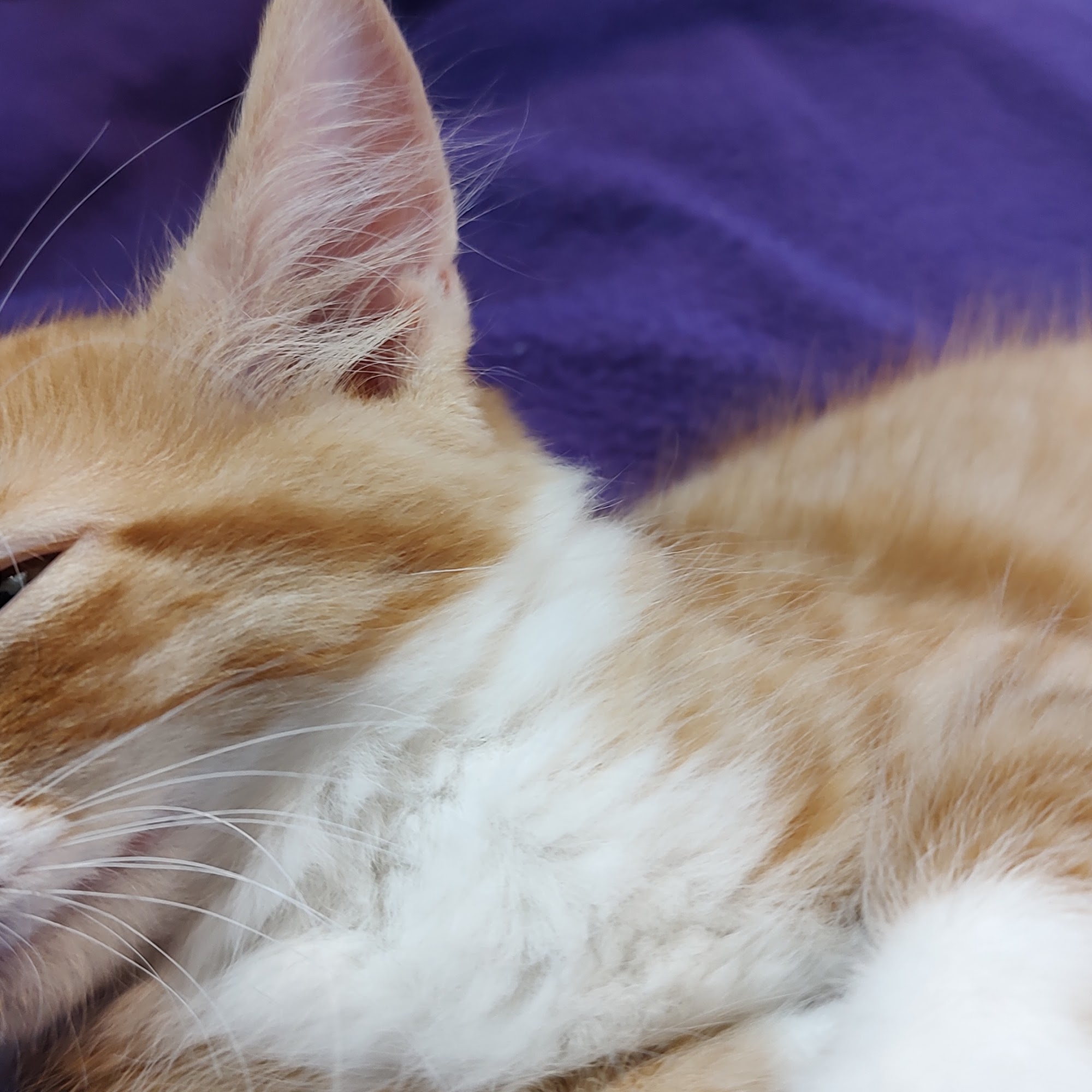 Midlothian Animal Clinic Midlothian