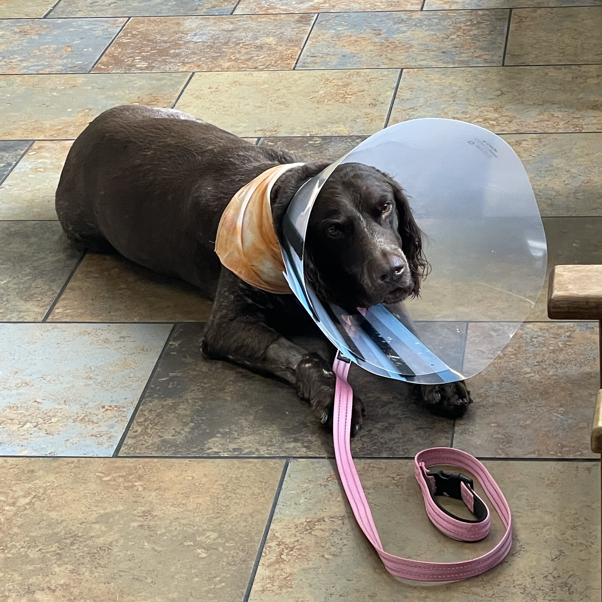 Swift Creek Animal Hospital & Pet Resort Midlothian