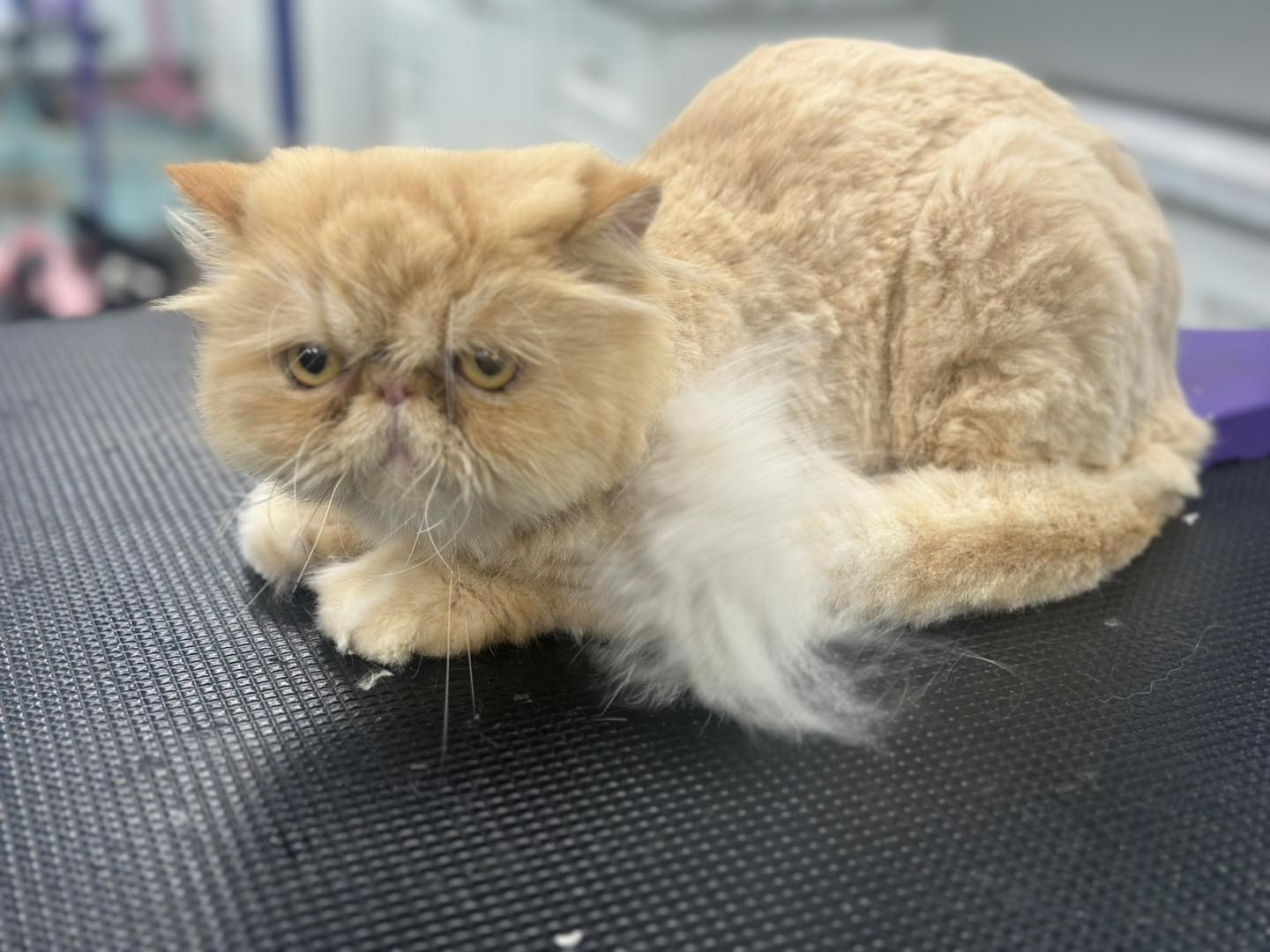 Bows and Bones Pet Grooming, LLC Midlothian