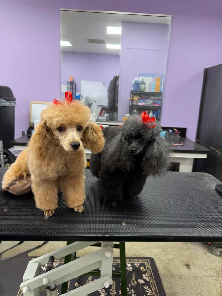 Bows and Bones Pet Grooming, LLC Midlothian