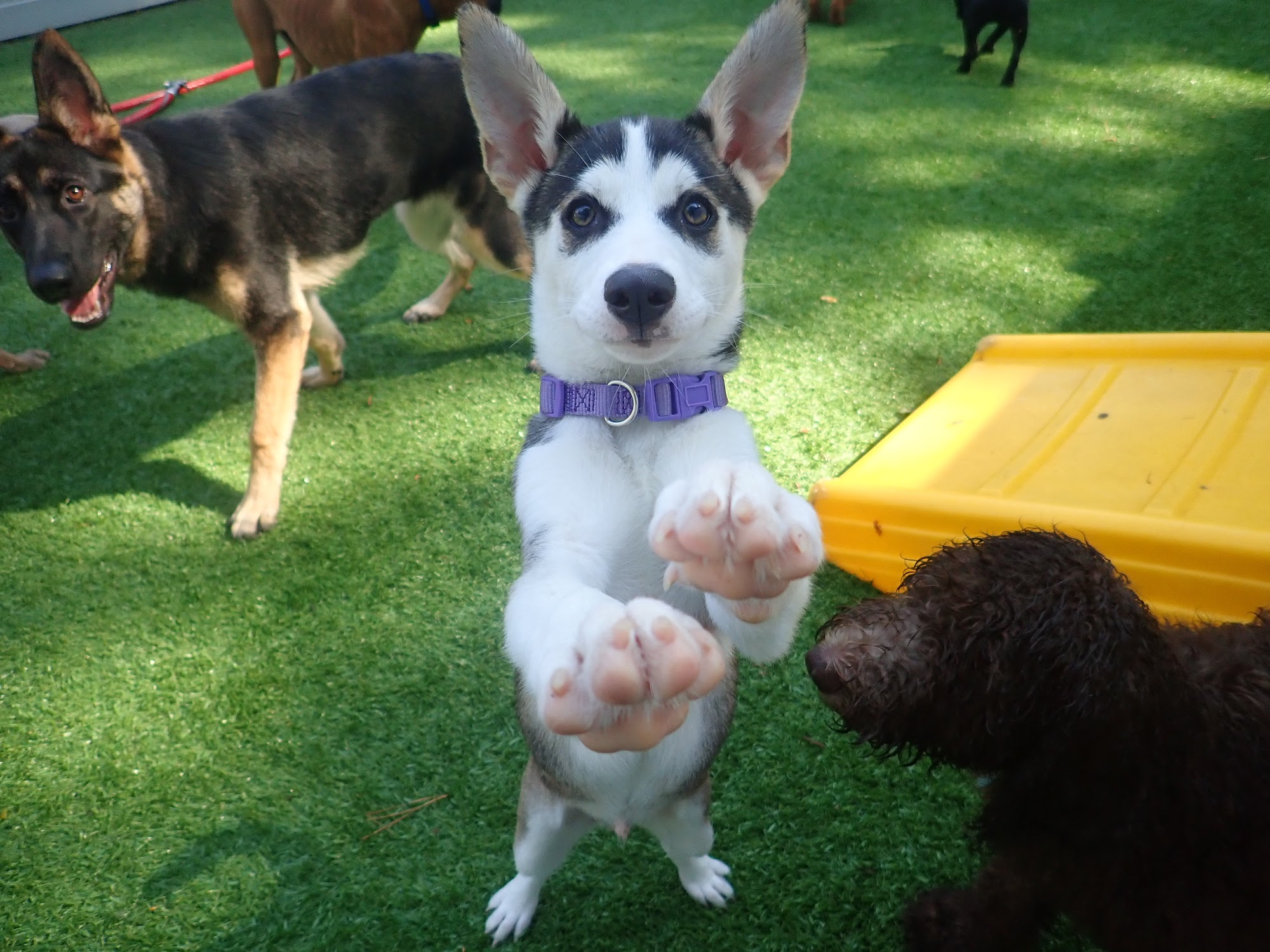 Dogtopia of Midlothian Midlothian