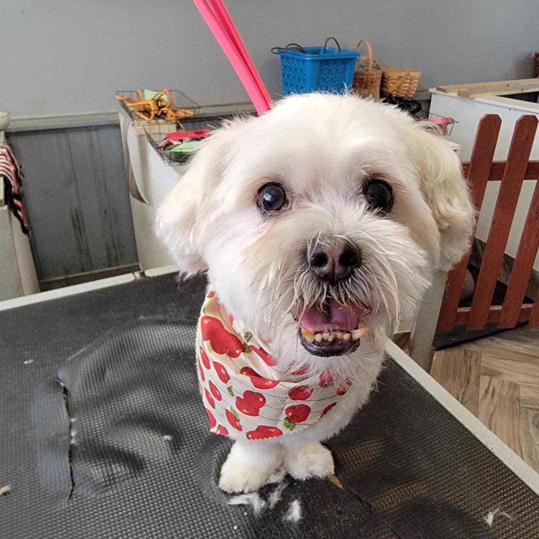 Sloppy Kisses Pet Grooming, LLC. Midlothian