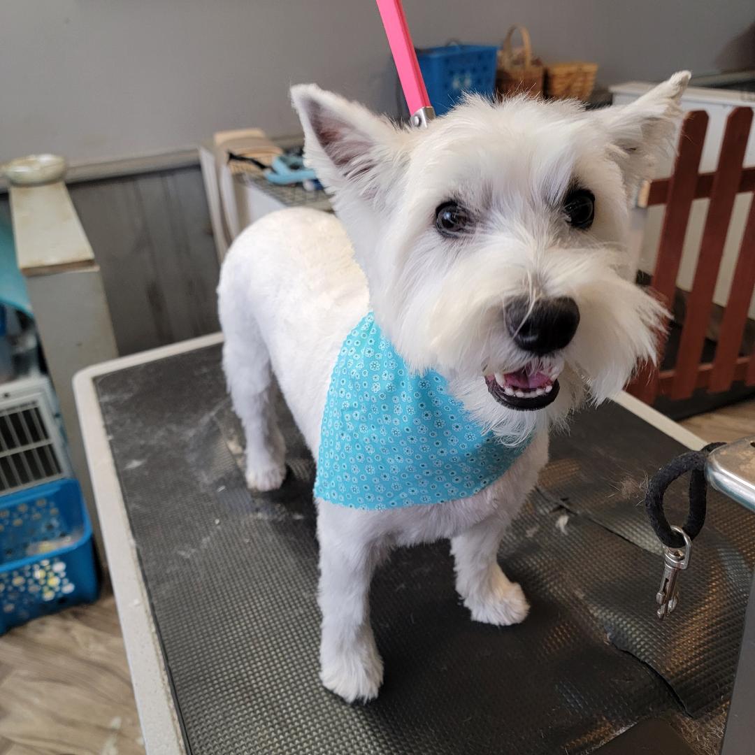 Sloppy Kisses Pet Grooming, LLC. Midlothian