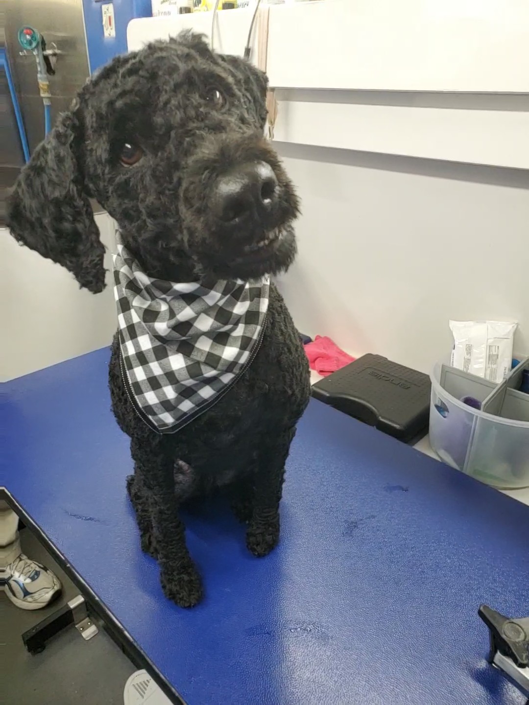 Shear Joy Mobile Dog Grooming by Melody Midlothian