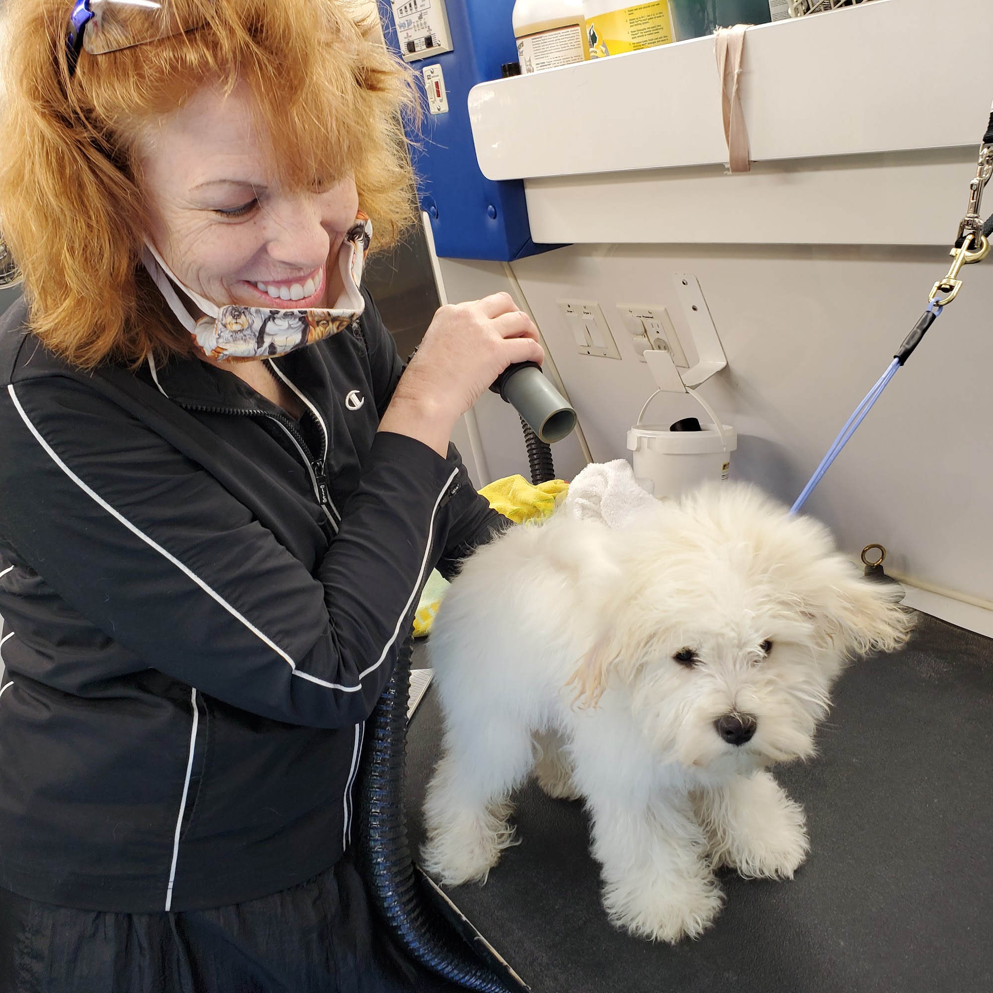 Shear Joy Mobile Dog Grooming by Melody Midlothian