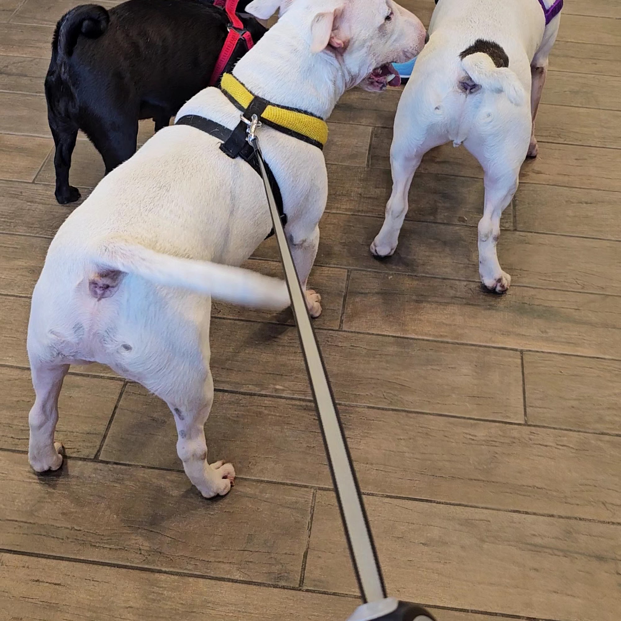 Lake Anna Veterinary Hospital Mineral