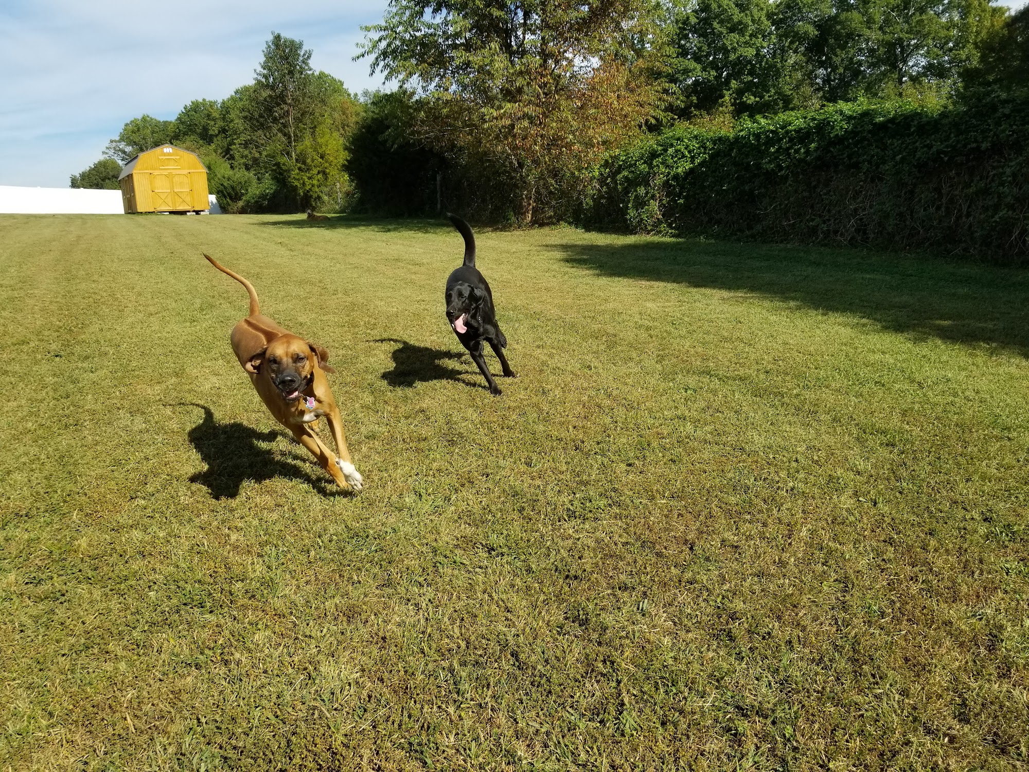 Fido's Fun Place Mineral