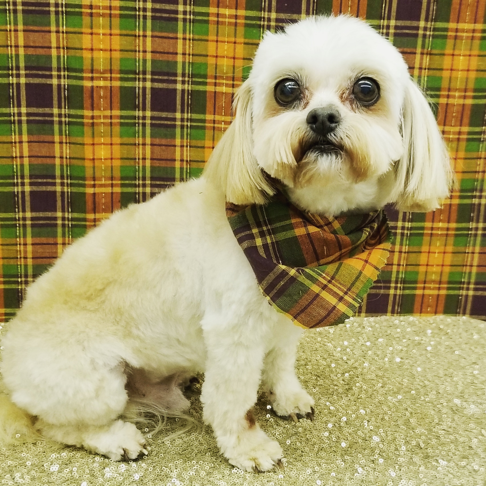 Shaggy Chic Pet Salon Mineral