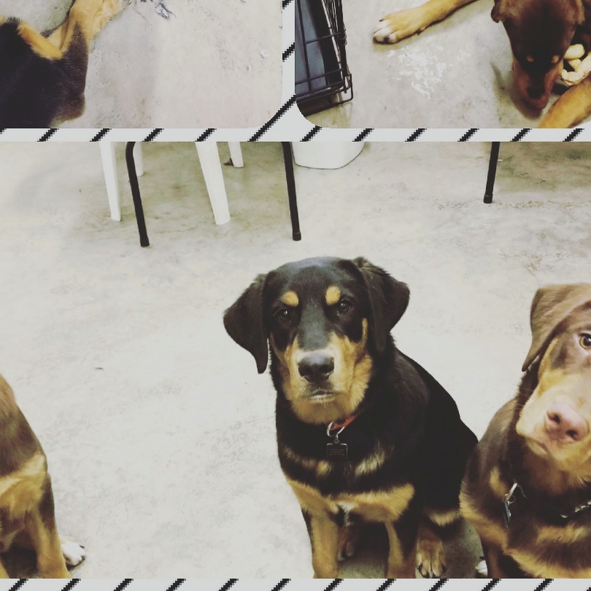 Shaggy Chic Pet Salon Mineral